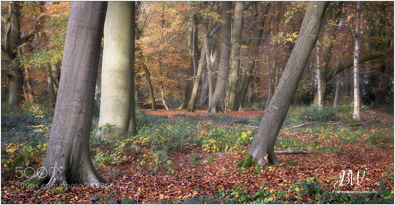 Sony a7R II sample photo. Autumn in pipers wood photography