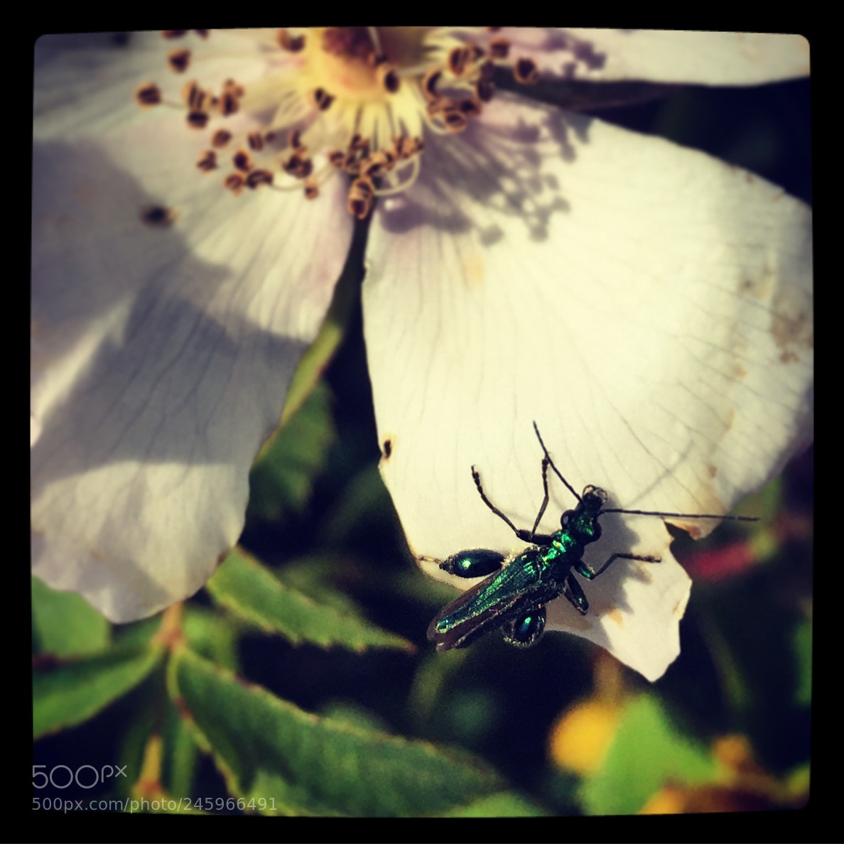 Apple iPhone 6 sample photo. Untitled photography