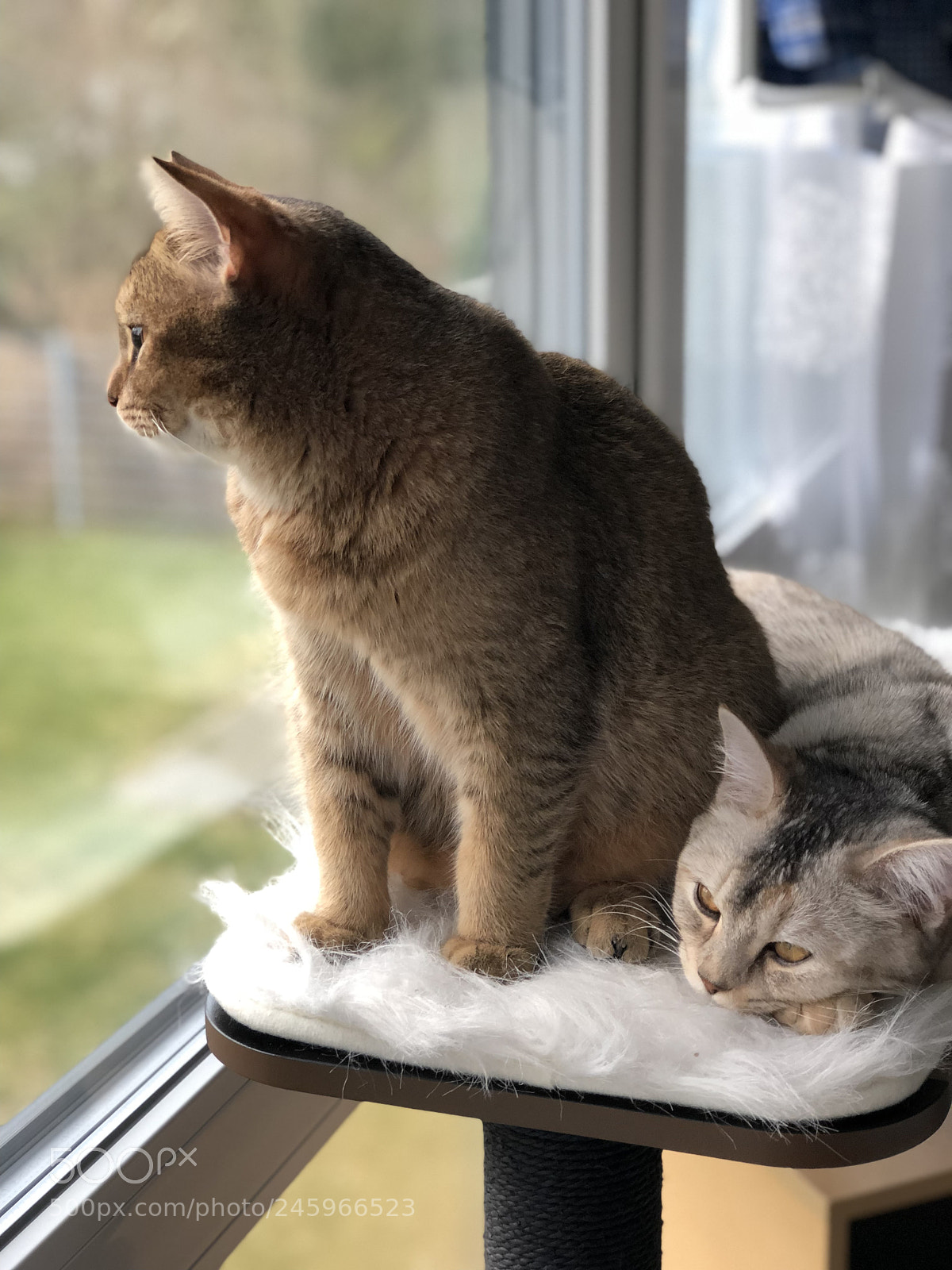 Apple iPhone 8 Plus sample photo. Catlife photography