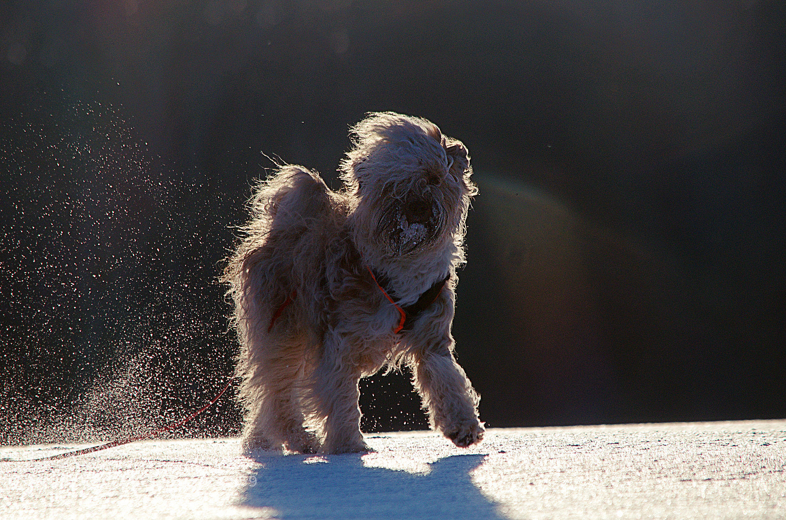 Nikon D5100 sample photo. Mentos photography