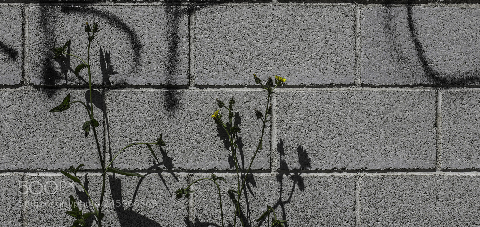 Canon EOS 600D (Rebel EOS T3i / EOS Kiss X5) sample photo. Creciendo photography