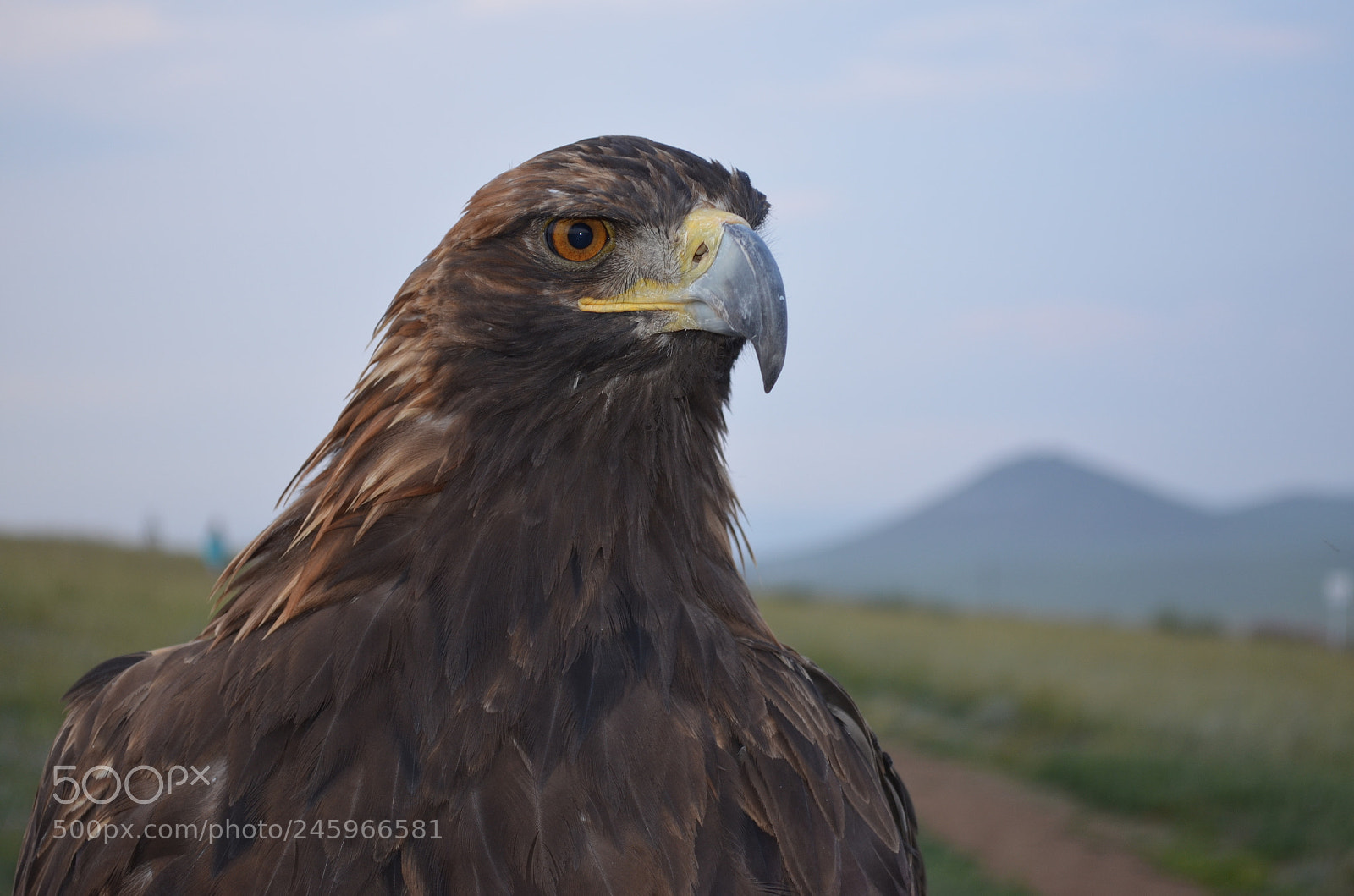 Nikon D5100 sample photo. Eagle 2 photography