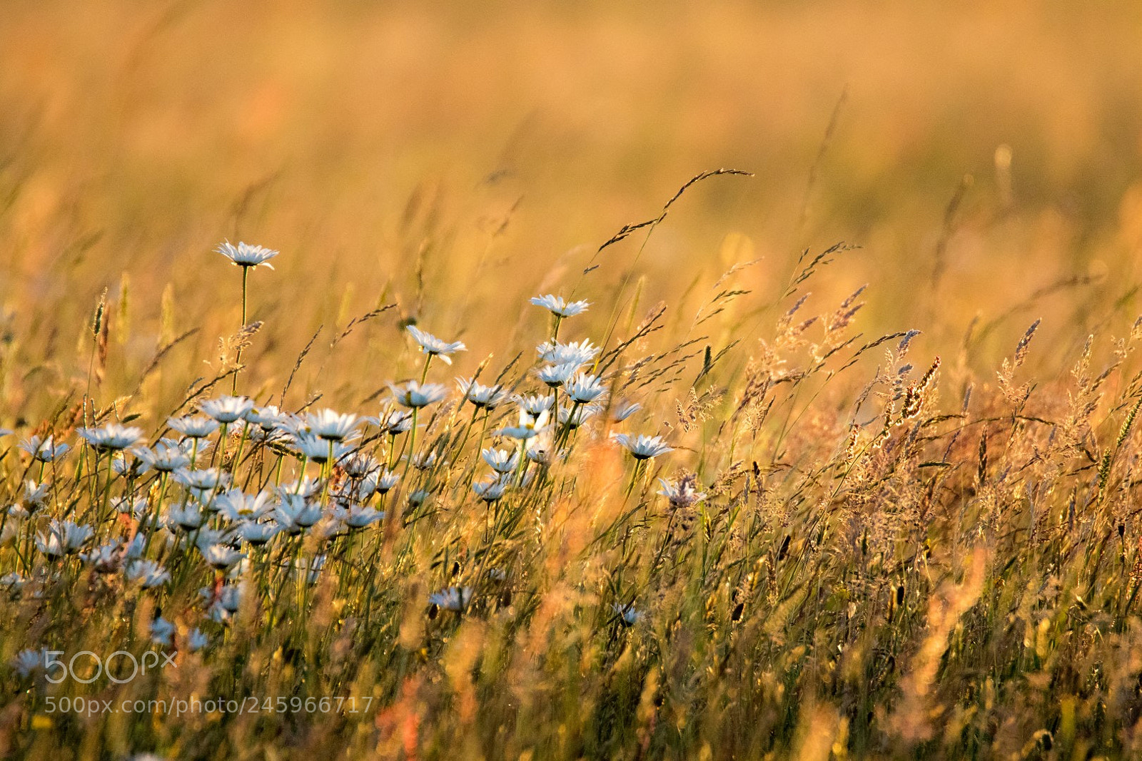 Canon EOS 7D Mark II sample photo. Meadow photography