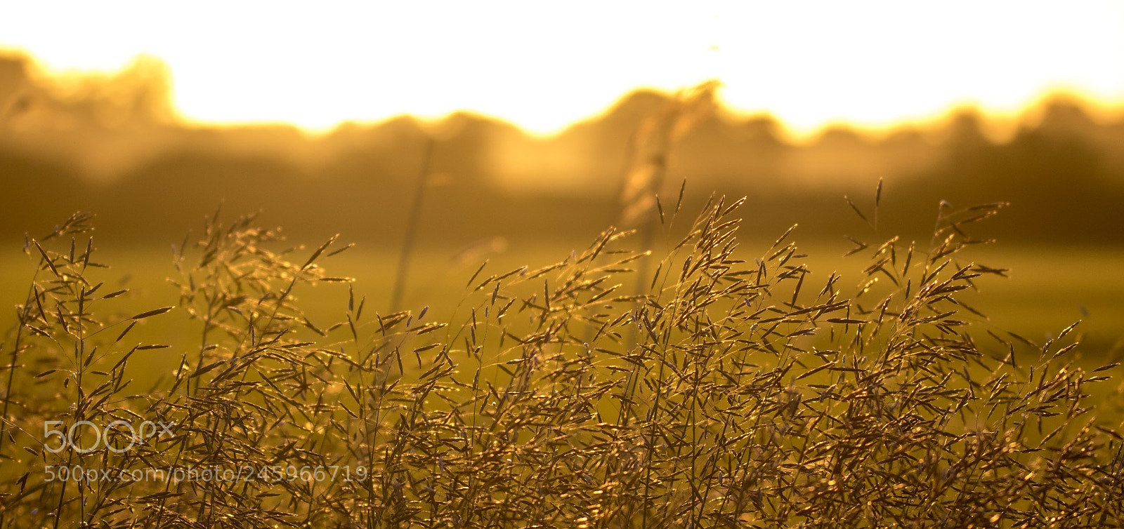Canon EOS 7D Mark II sample photo. Meadow photography