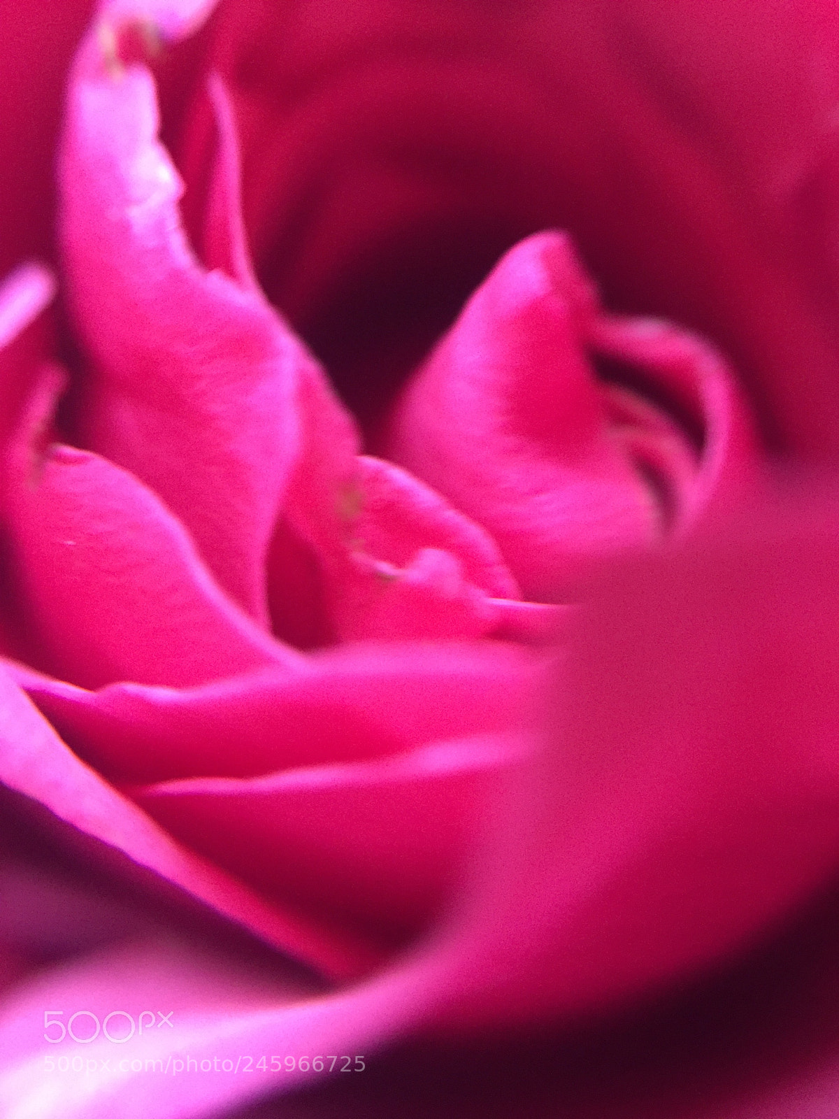 Apple iPhone 6 sample photo. Pink layers photography