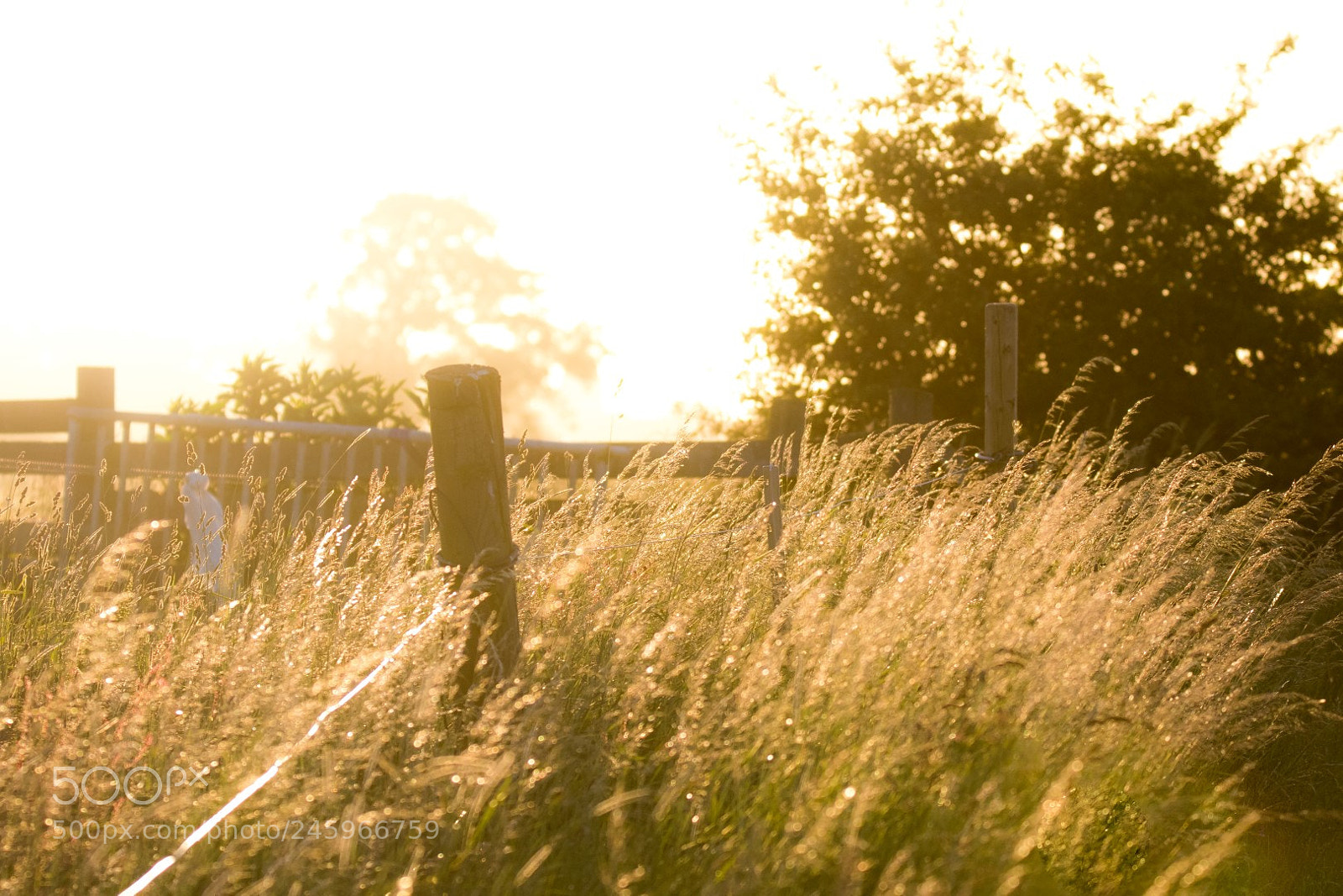 Canon EOS 7D Mark II sample photo. Meadow photography