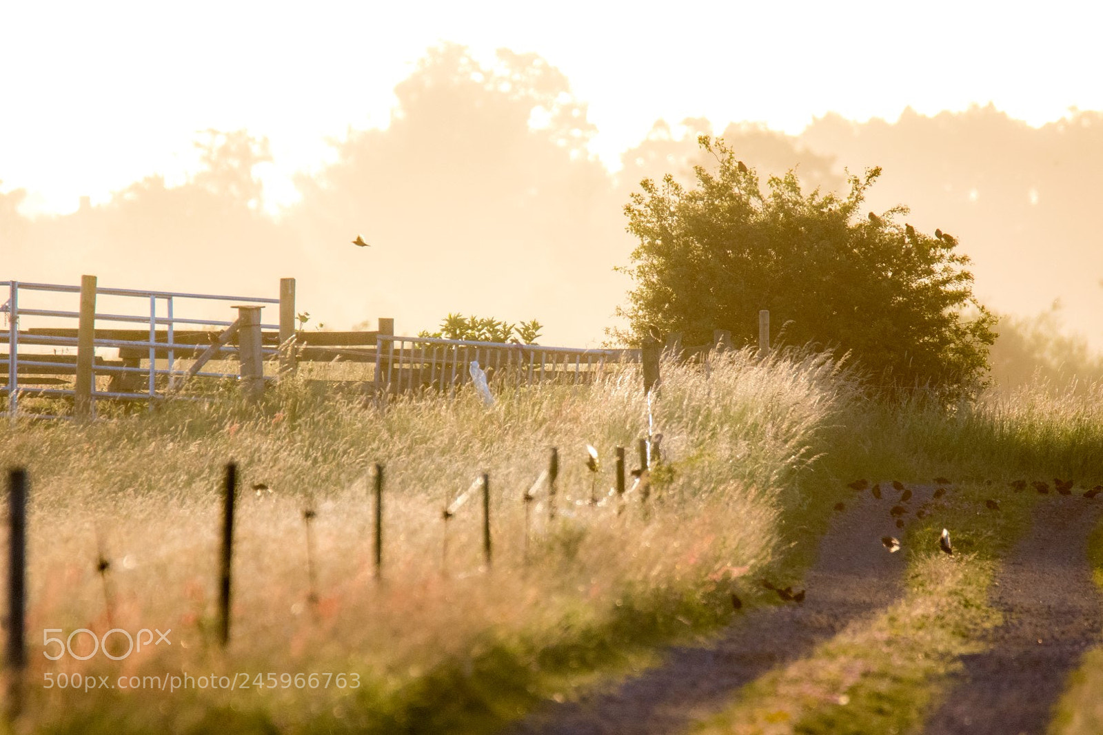 Canon EOS 7D Mark II sample photo. Meadow photography