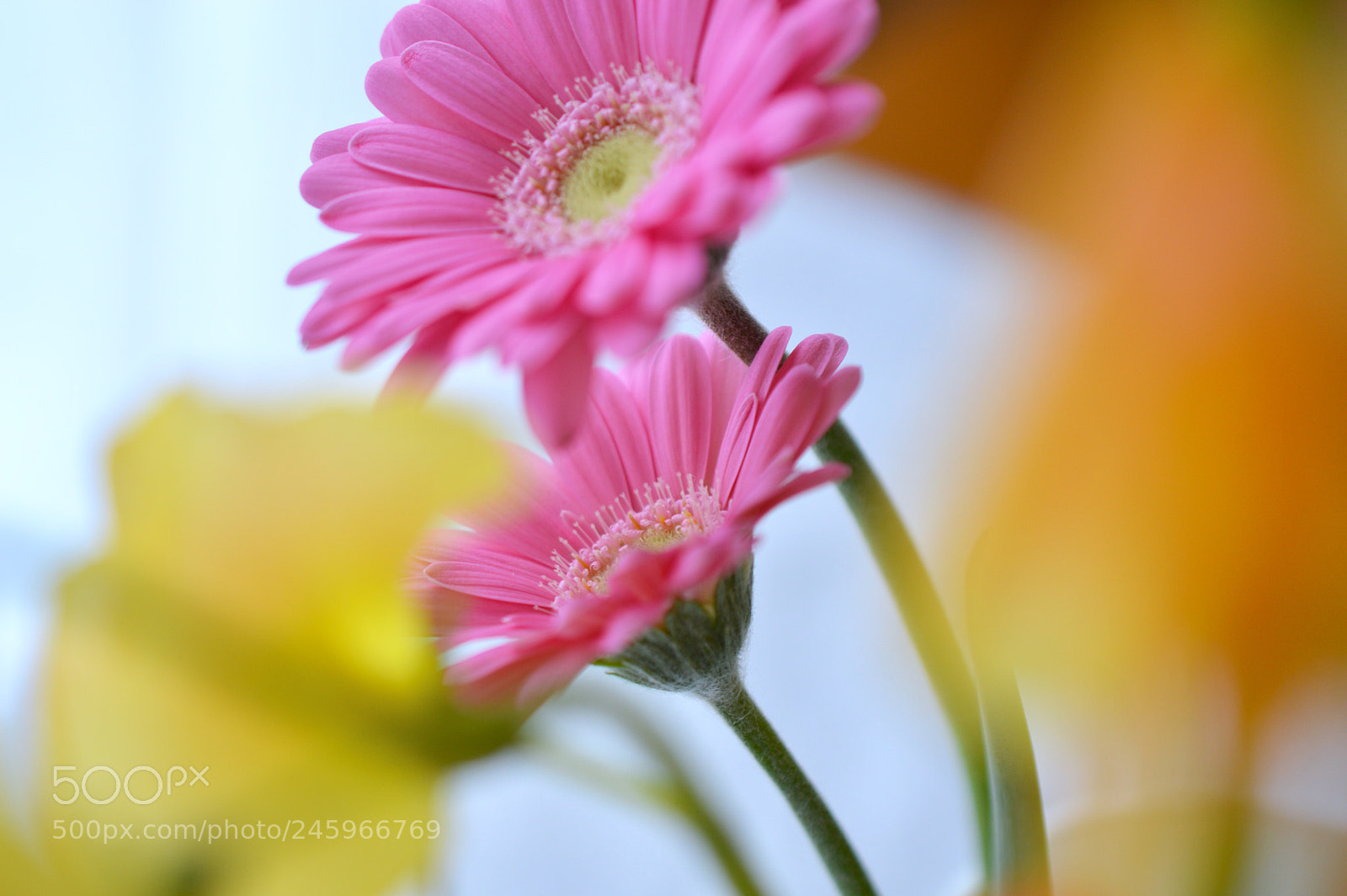 Nikon D3200 sample photo. ❁ ❁ ❁ photography