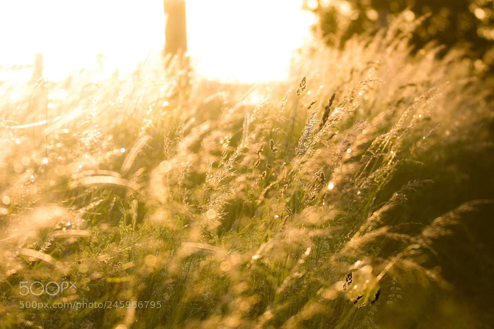 Canon EOS 7D Mark II sample photo. Meadow photography