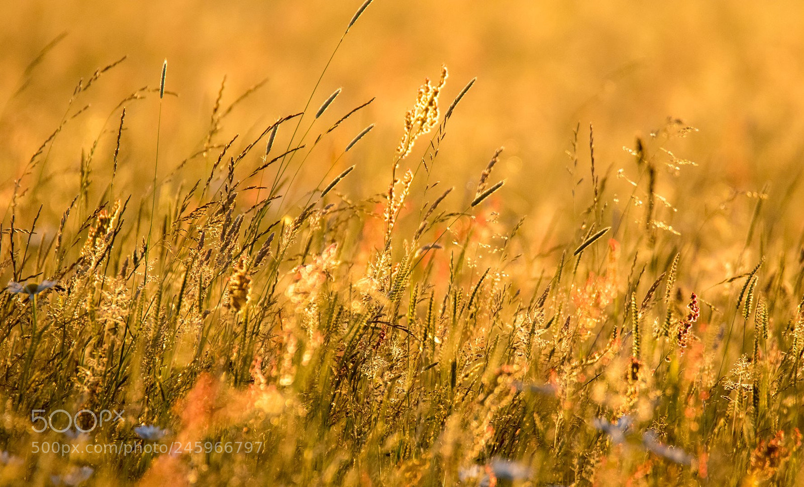 Canon EOS 7D Mark II sample photo. Meadow photography
