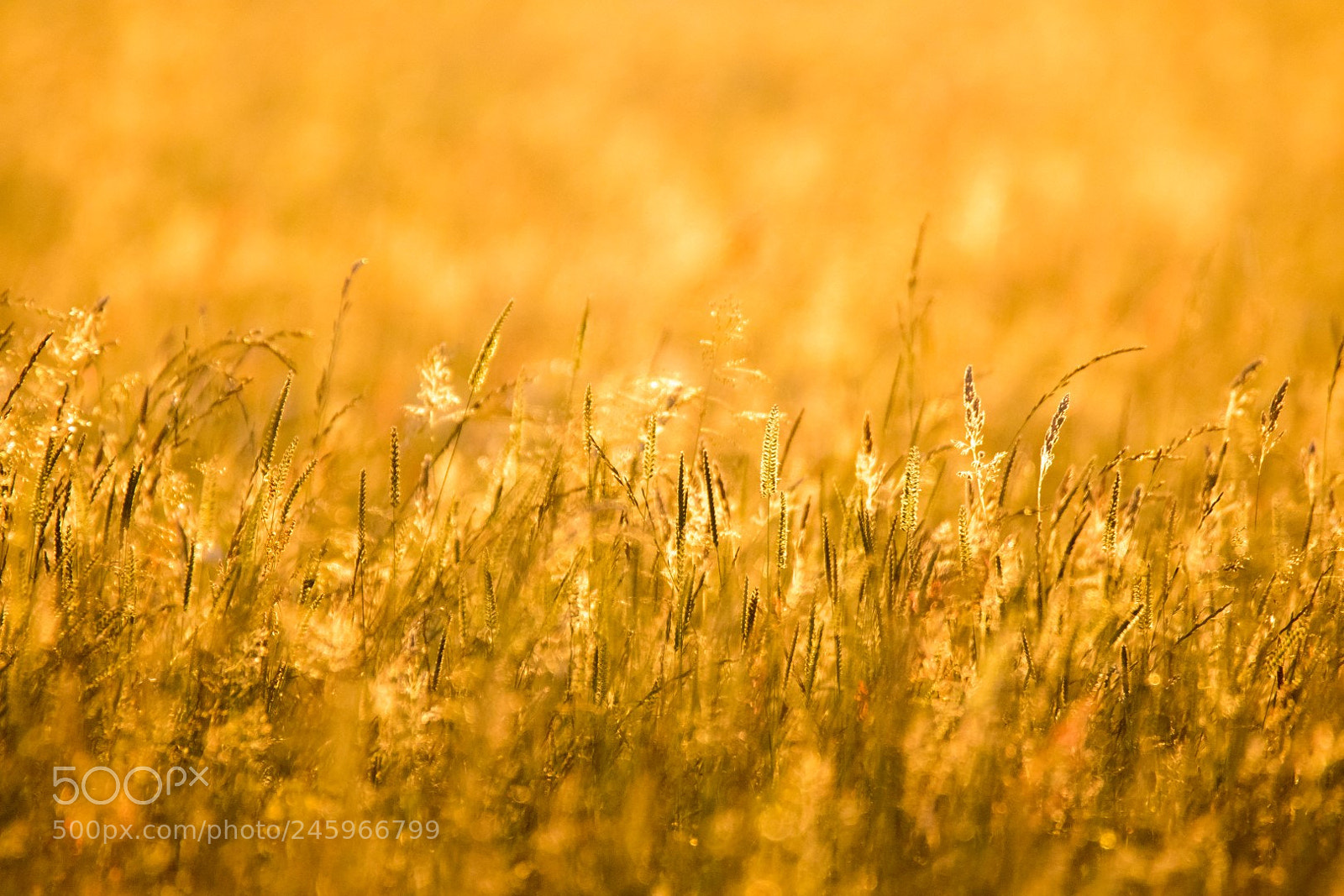 Canon EOS 7D Mark II sample photo. Meadow photography