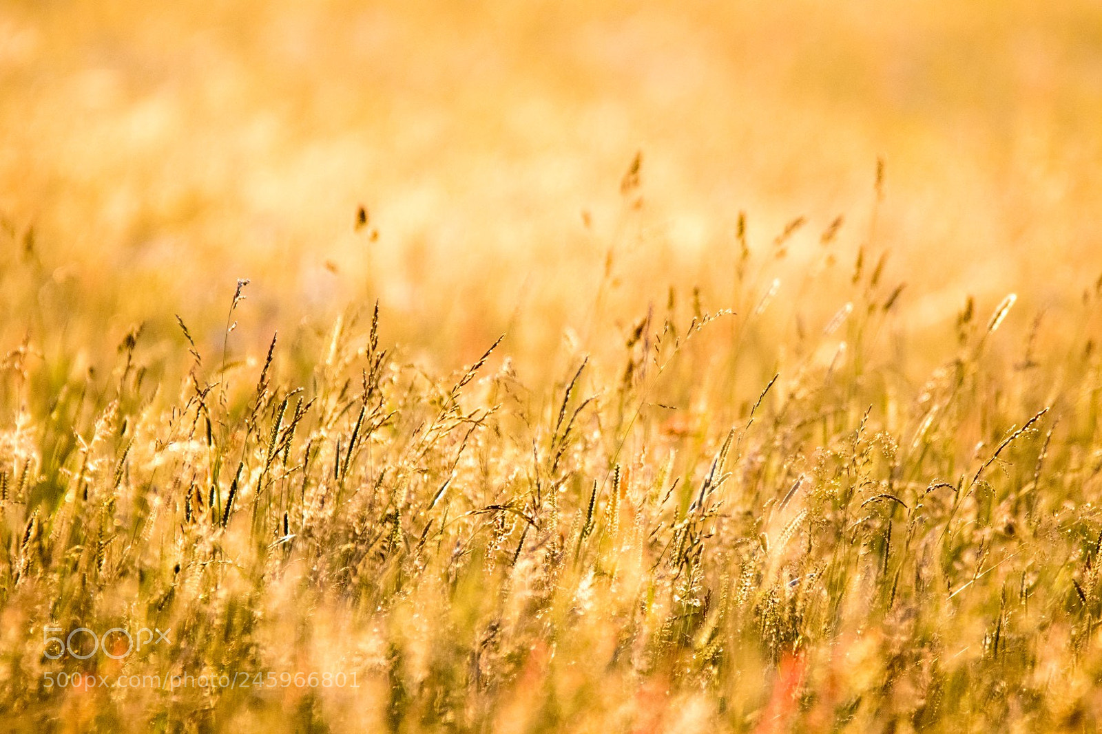 Canon EOS 7D Mark II sample photo. Meadow photography