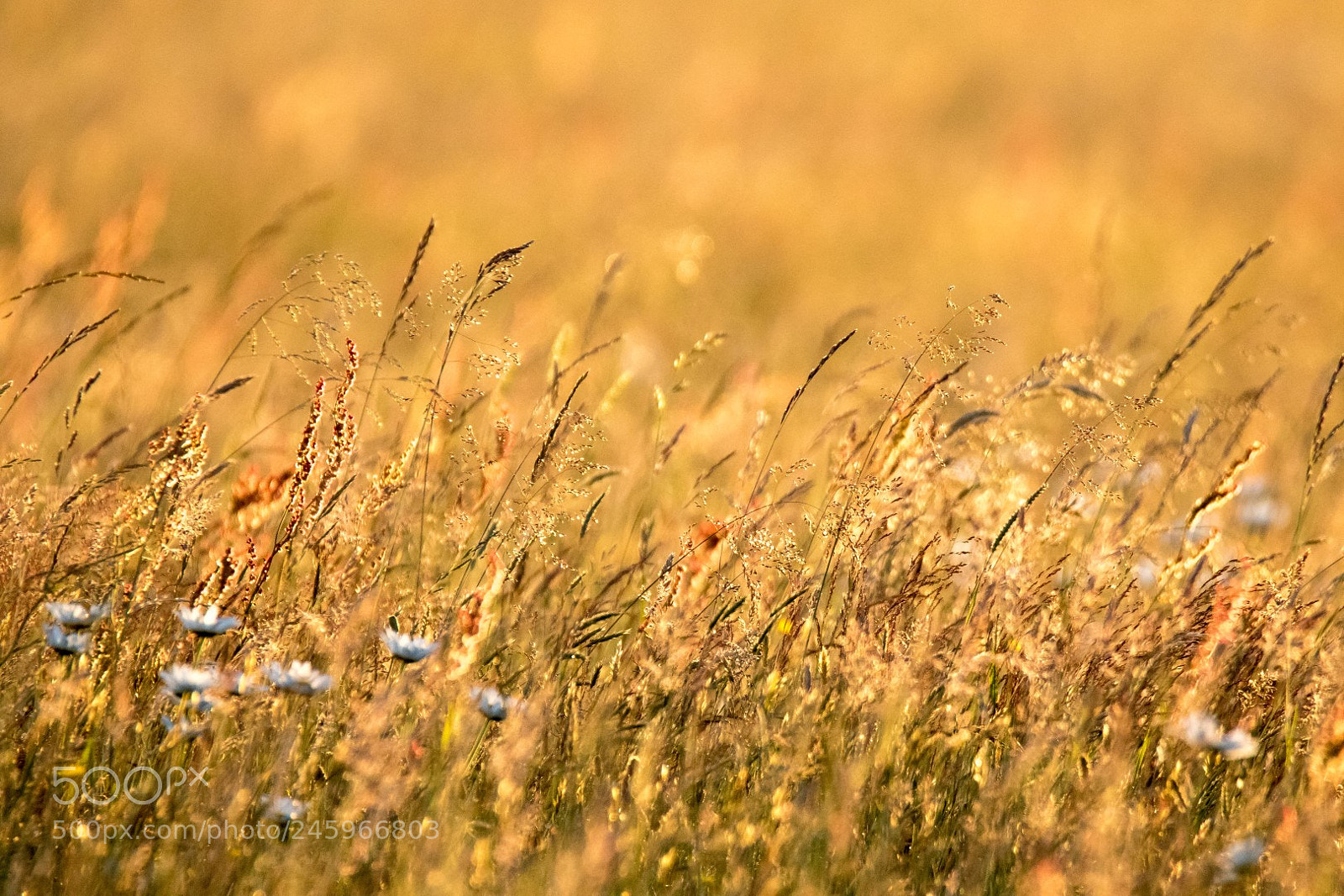 Canon EOS 7D Mark II sample photo. Meadow photography