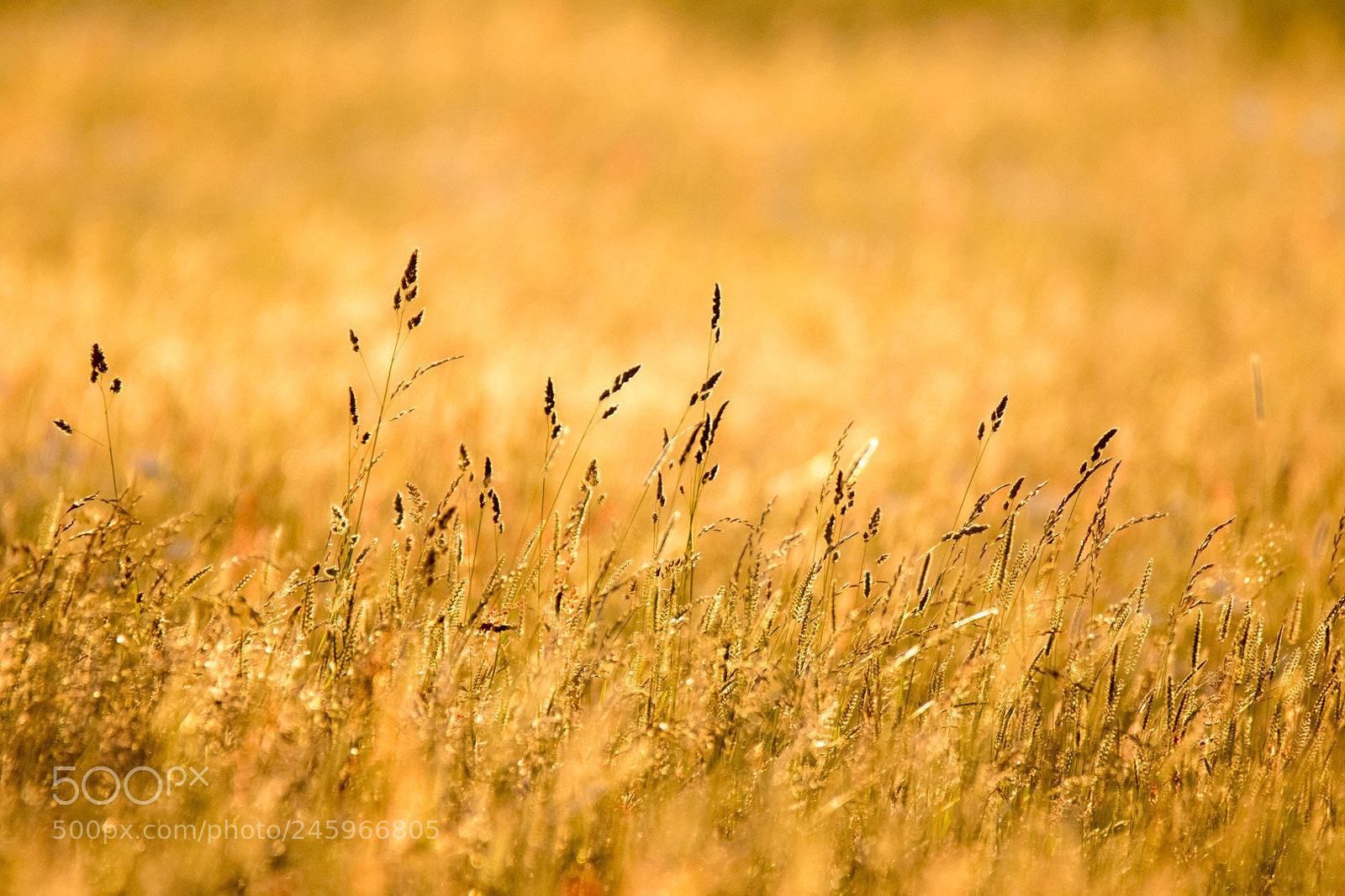Canon EOS 7D Mark II sample photo. Meadow photography