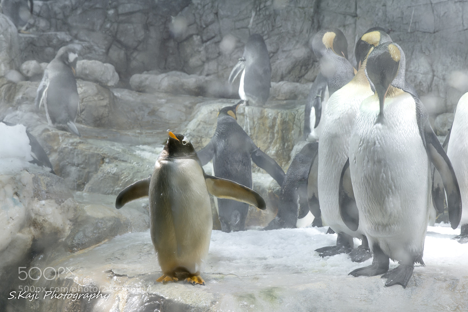 Nikon Df sample photo. Penguin 2 photography