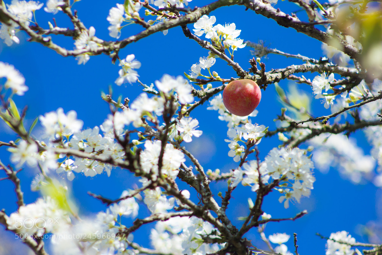 Canon EOS 60D sample photo. Colors photography
