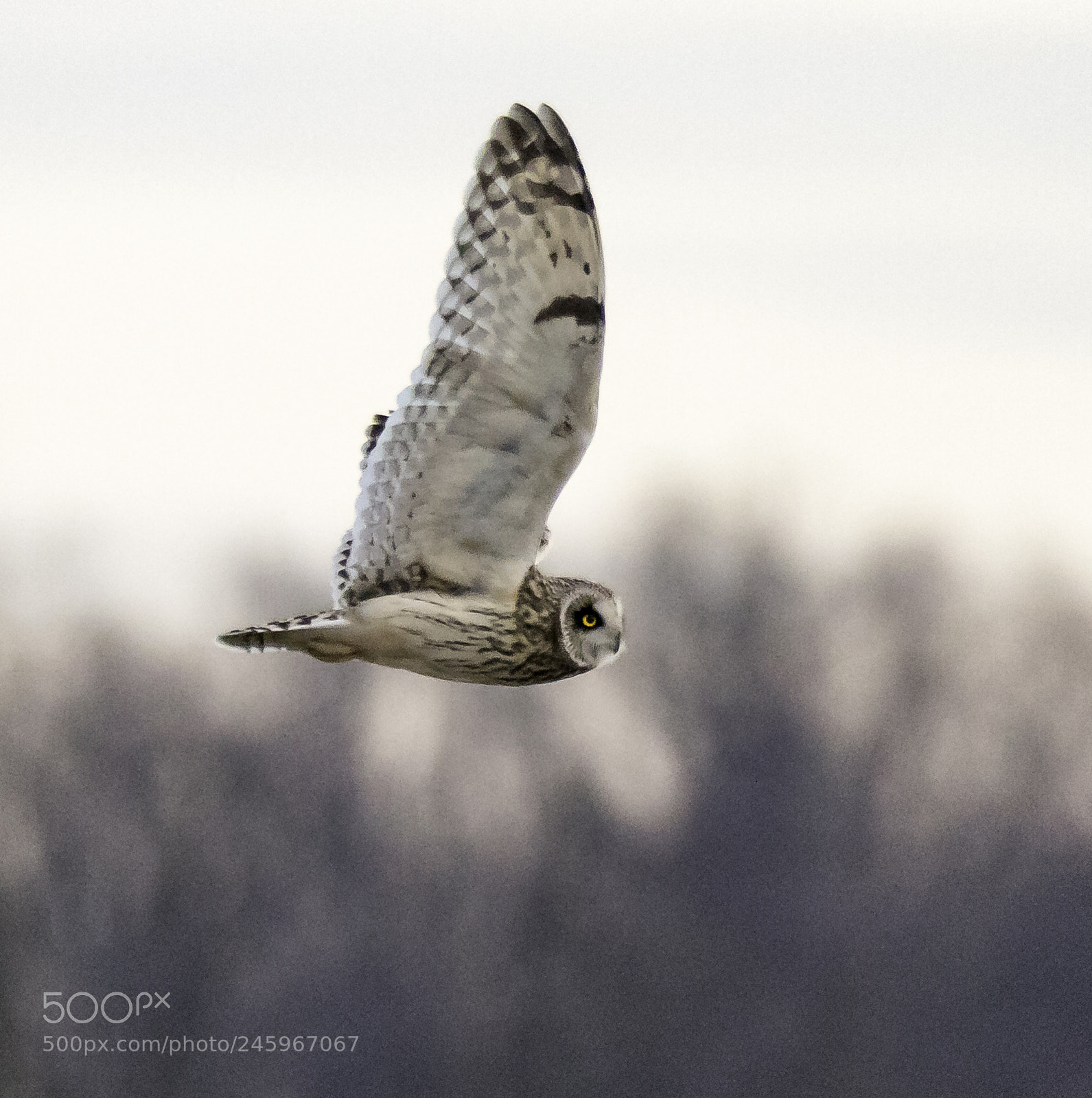 Canon EOS 750D (EOS Rebel T6i / EOS Kiss X8i) sample photo. Short-eared owl photography