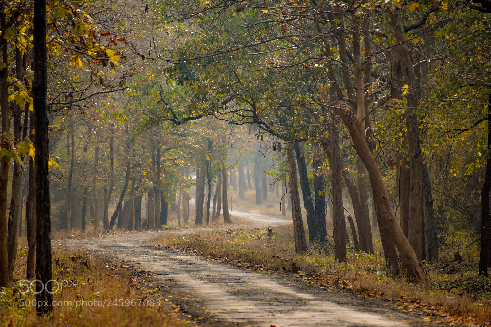 Nikon D3400 sample photo. Jungle safari photography