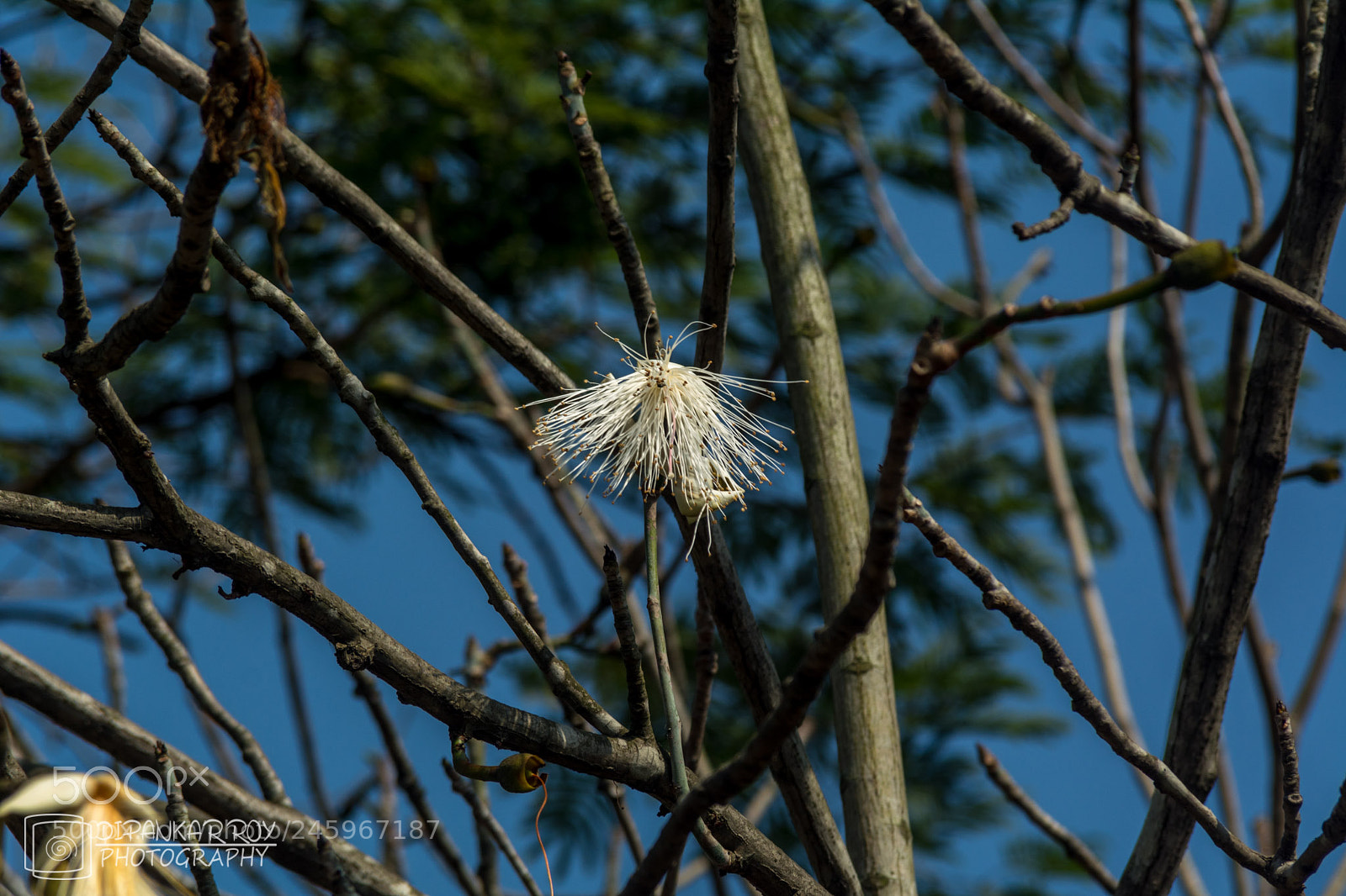 Nikon D5200 sample photo. Alone photography