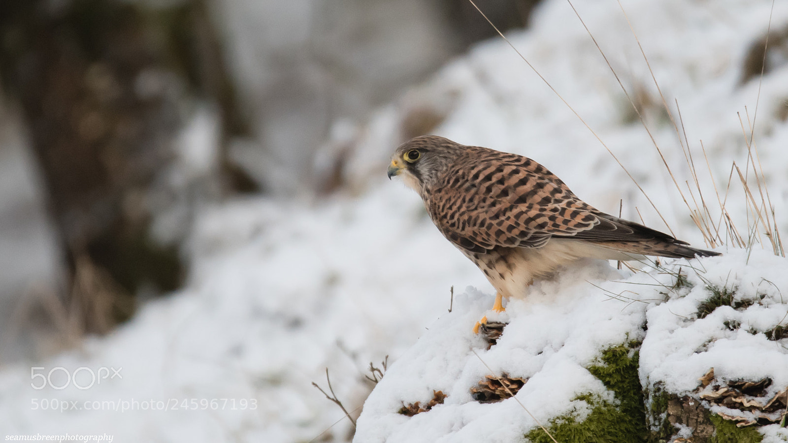 Nikon D850 sample photo. Kestrel in the snow photography
