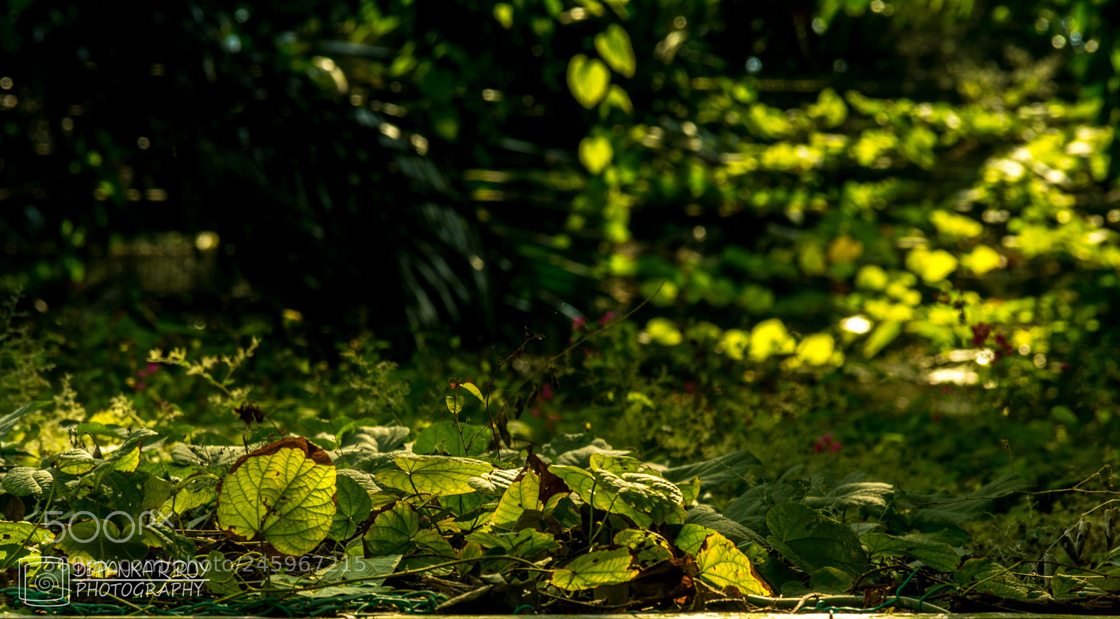 Nikon D5200 sample photo. Simplicity of nature photography