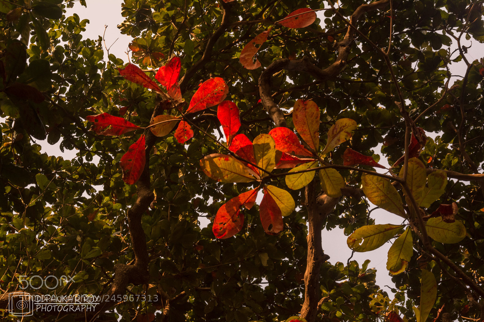 Nikon D5200 sample photo. Colors of autumn photography