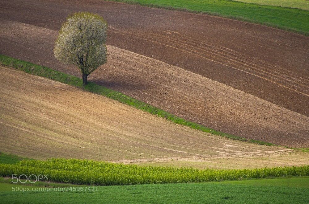 Pentax K-5 sample photo. Roztocze photography