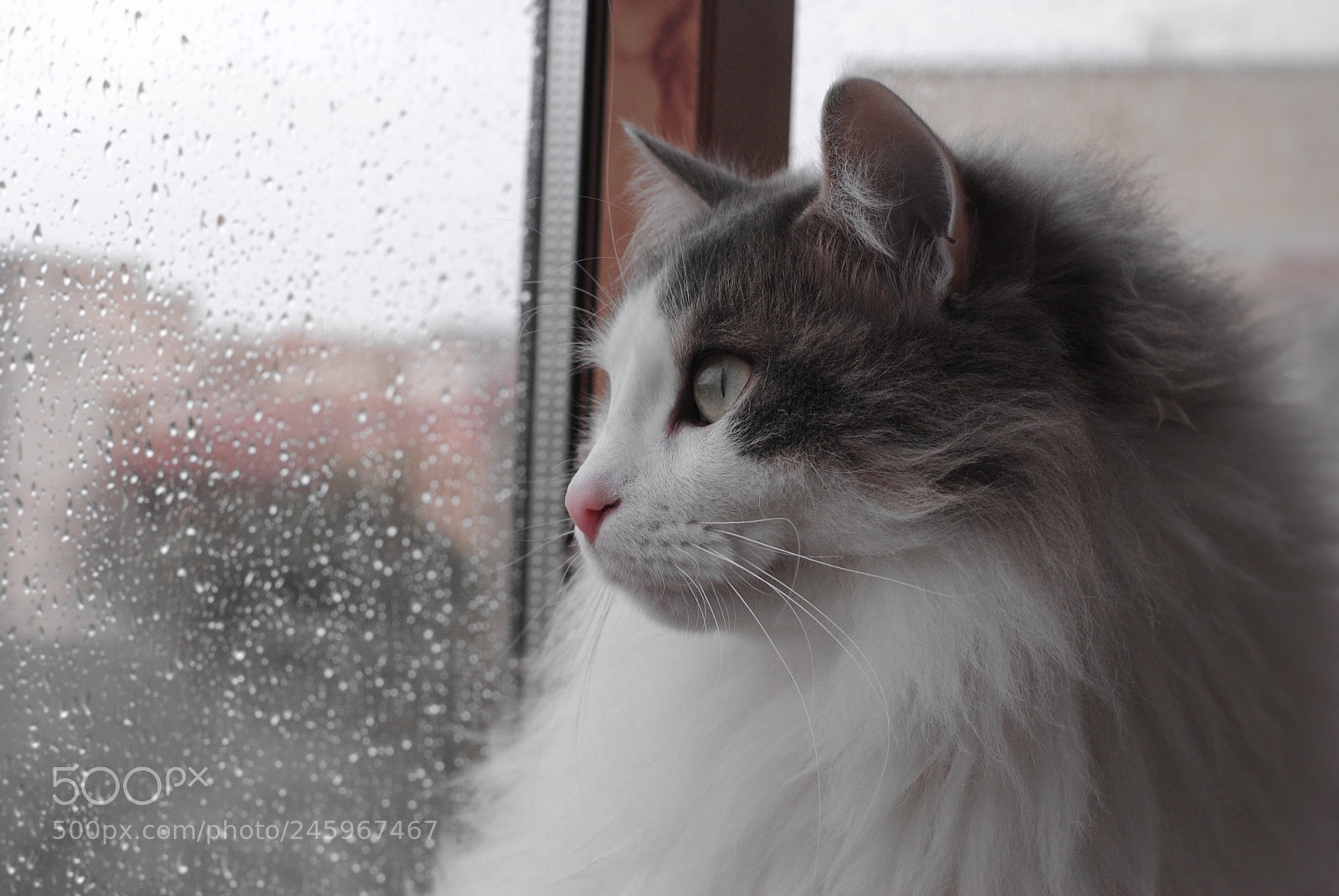 Nikon D3000 sample photo. Bowie loves the rain photography