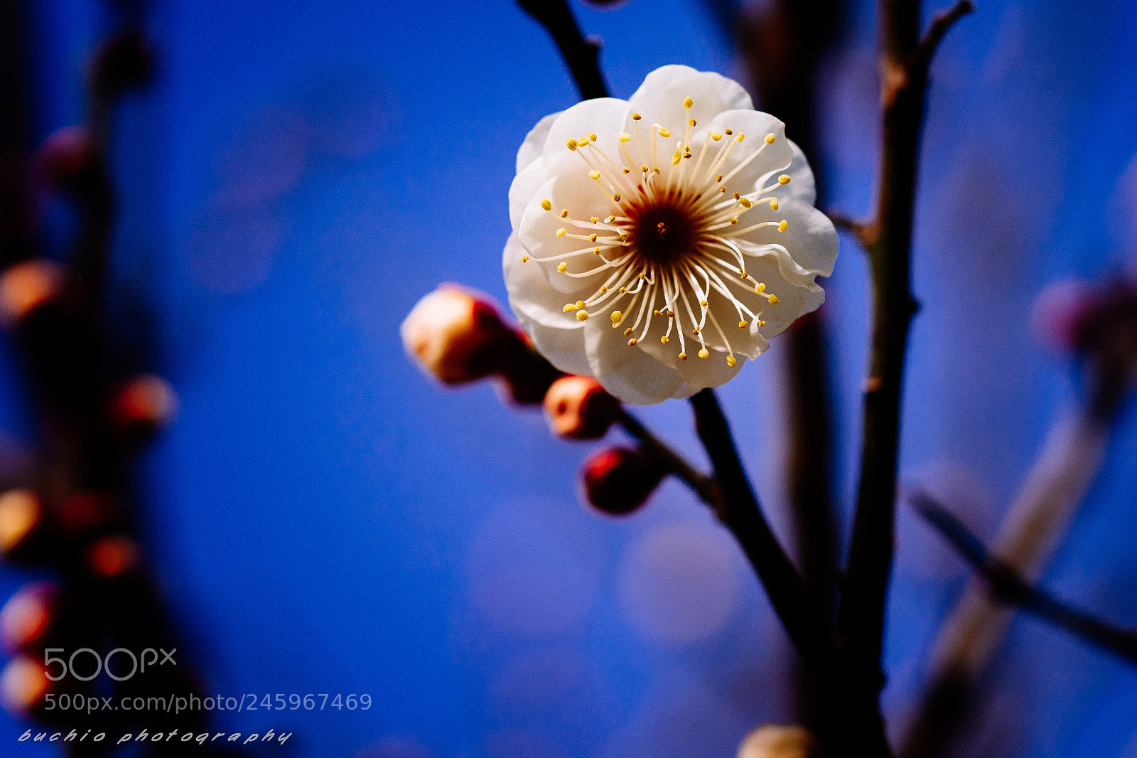 Olympus OM-D E-M1 sample photo. Japanese apricot photography