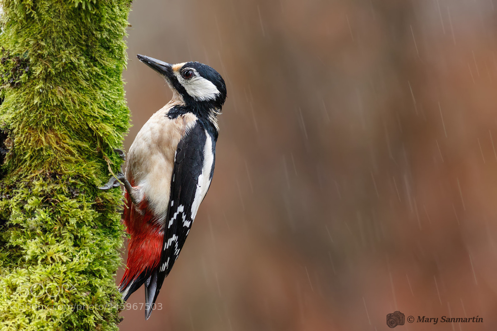 Canon EOS 7D Mark II sample photo. Pico picapinos photography