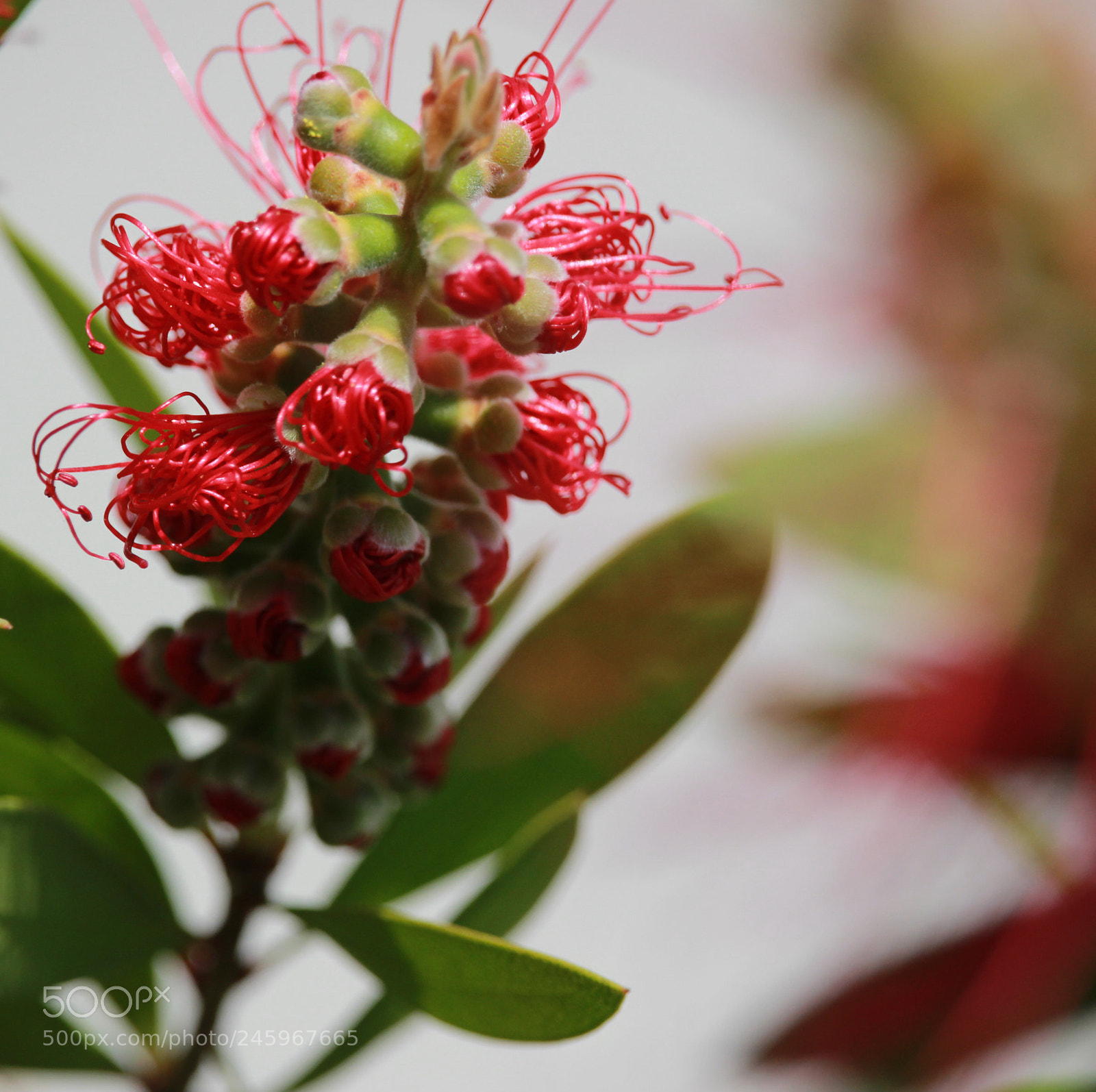 Canon EOS 100D (EOS Rebel SL1 / EOS Kiss X7) sample photo. K rm z i photography