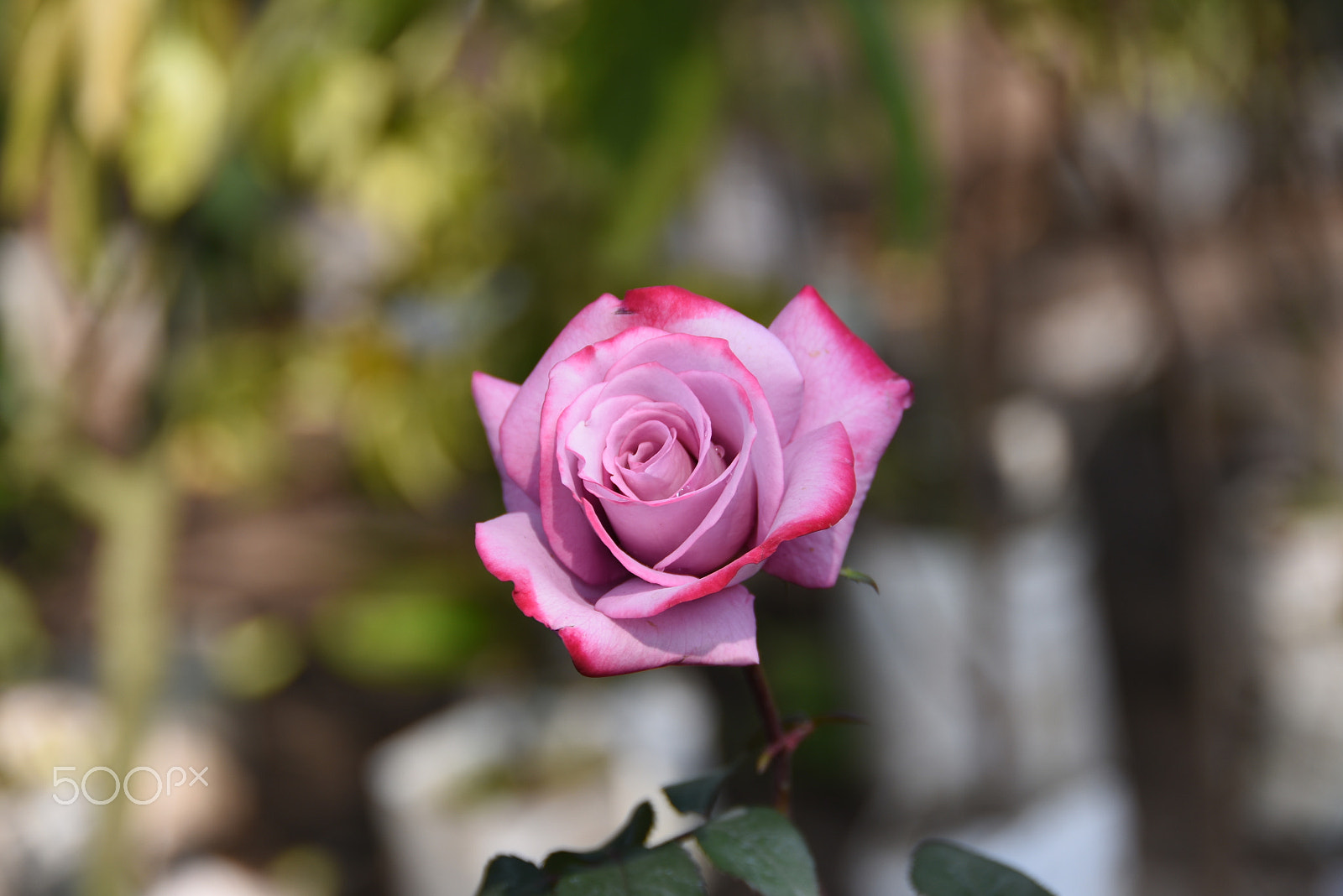 Nikon D7200 sample photo. You took my heart away.... photography