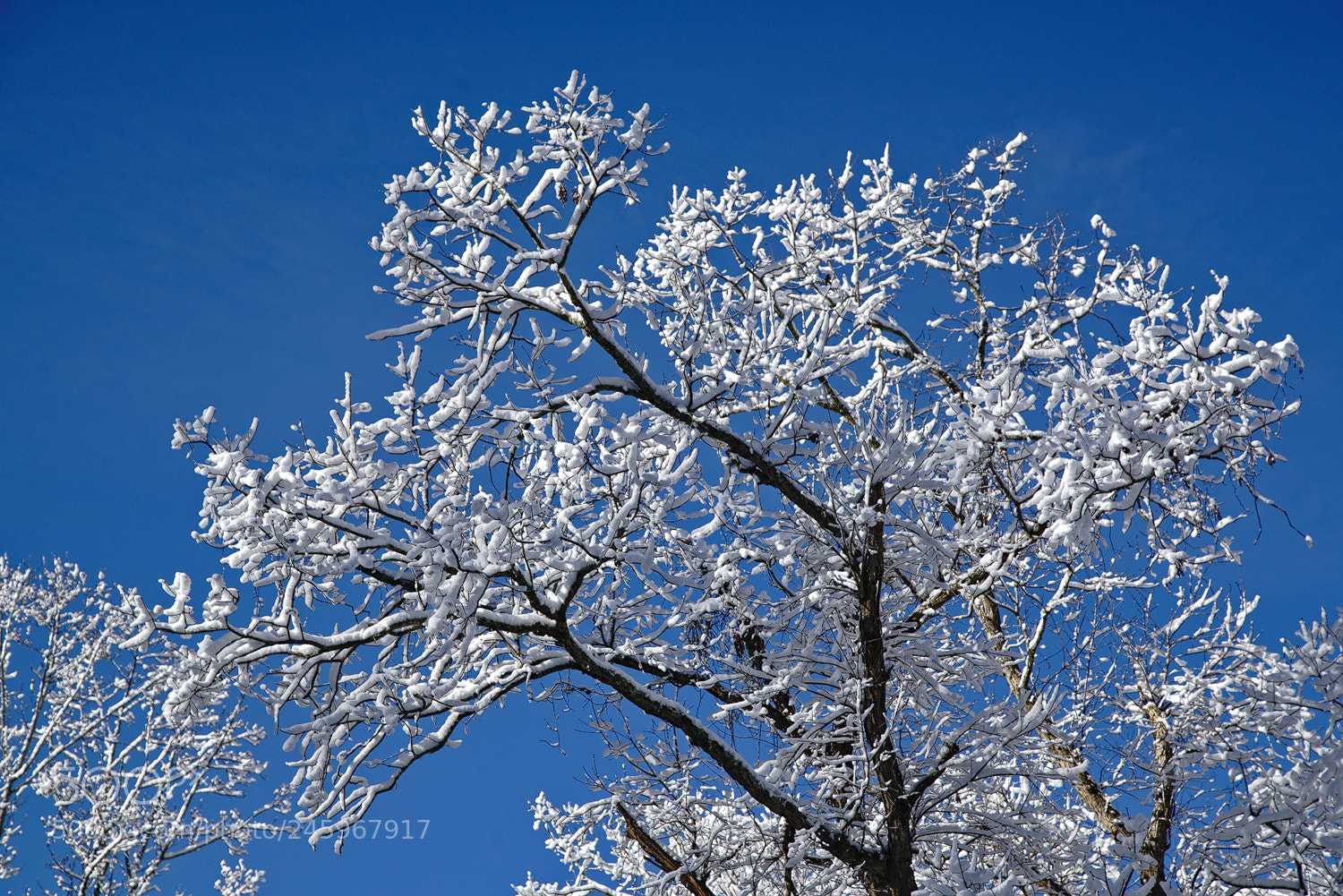 Sony a7R II sample photo. Frosty top photography