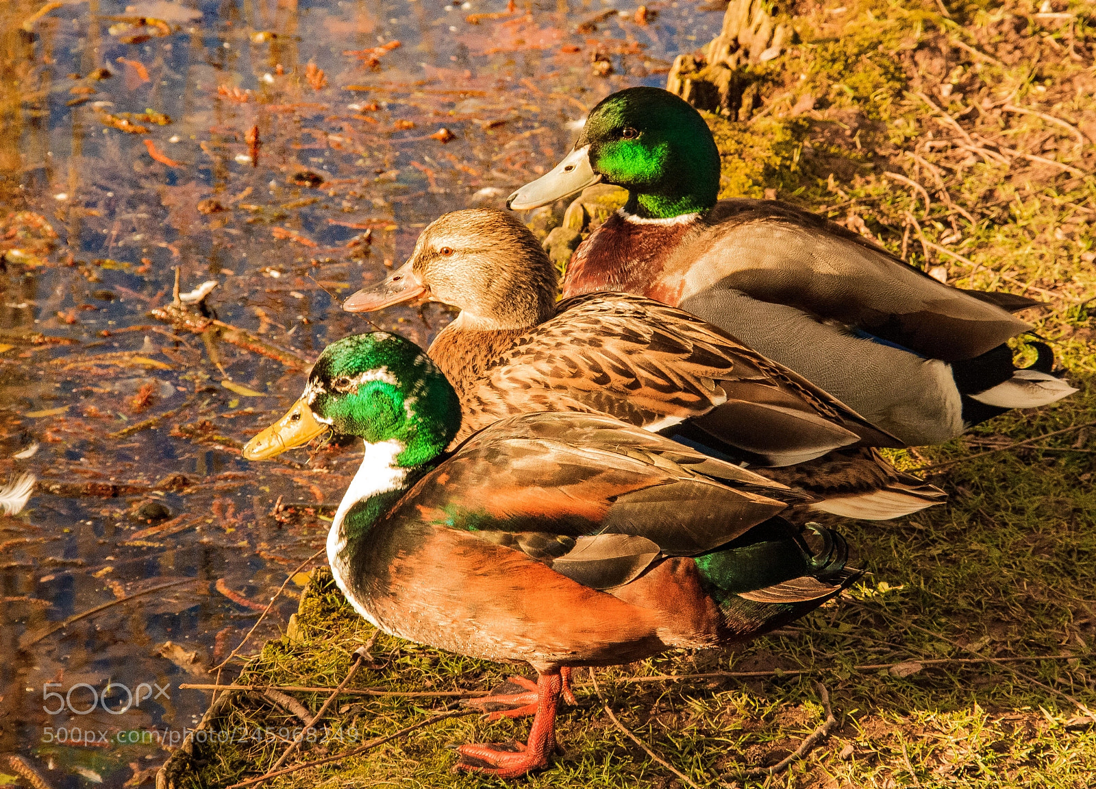 Canon EOS 1000D (EOS Digital Rebel XS / EOS Kiss F) sample photo. Am weiher photography