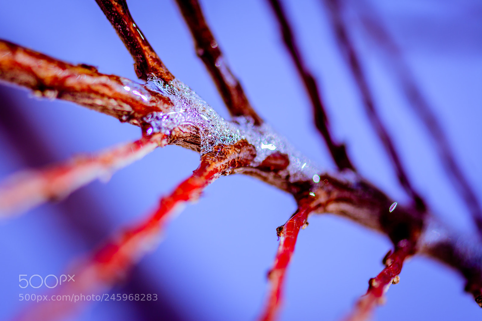 Nikon D7100 sample photo. Icy branch photography