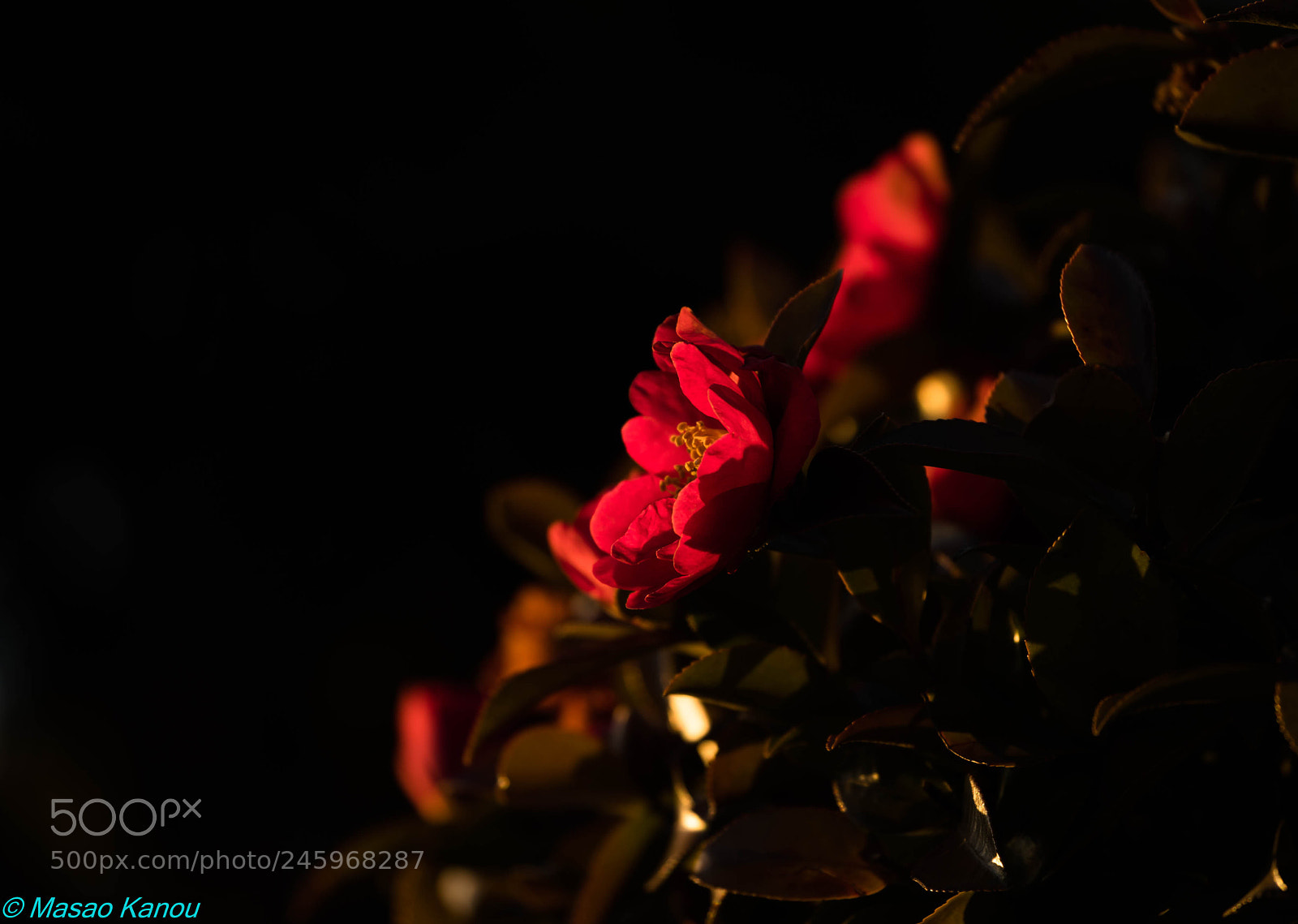 Sony a7R III sample photo. Reminiscence photography