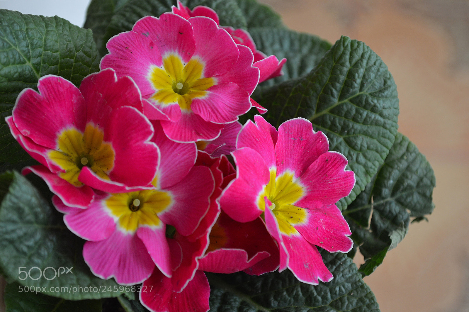 Nikon D3200 sample photo. Primula photography