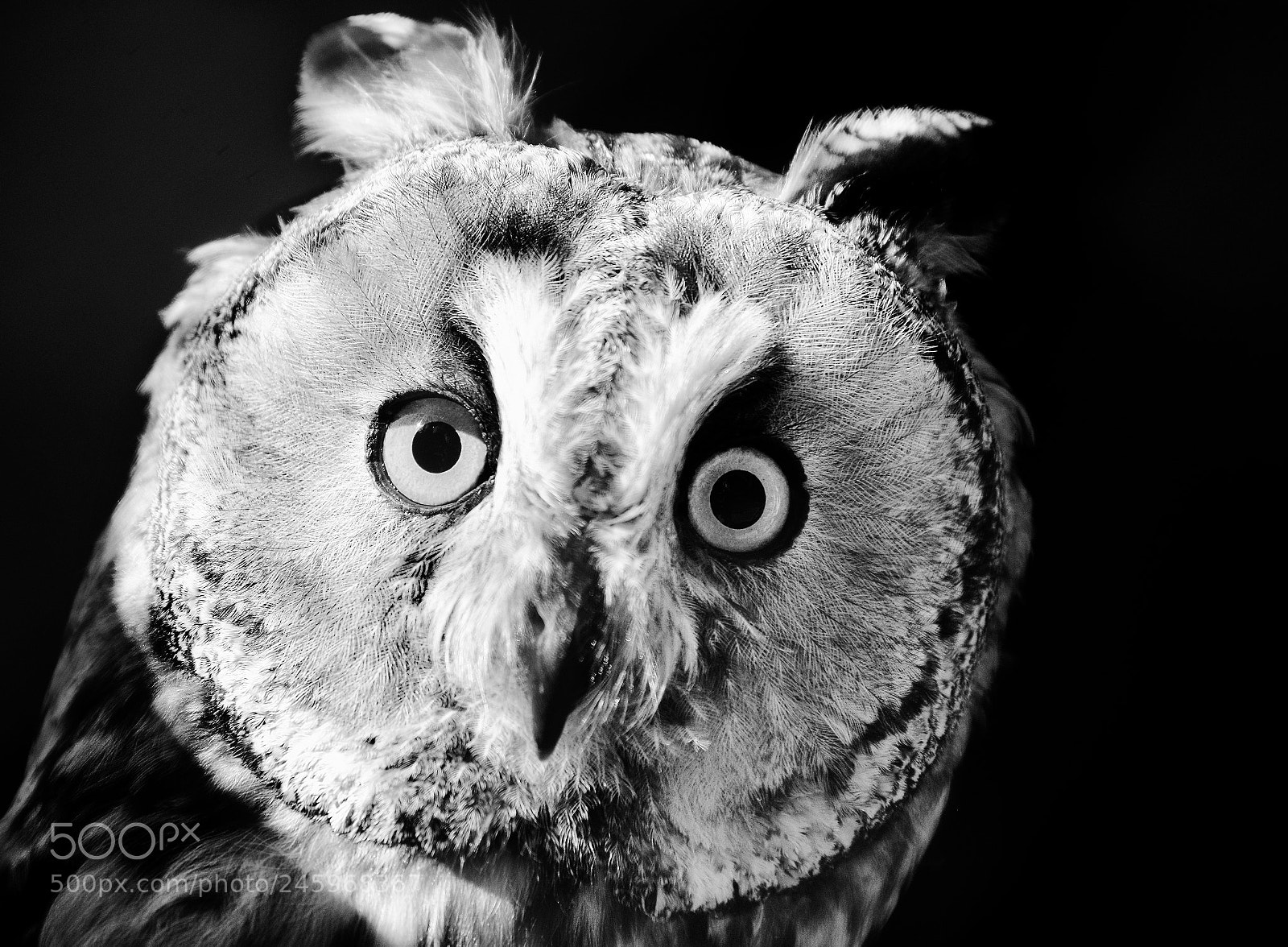 Nikon D800 sample photo. Asio otus photography