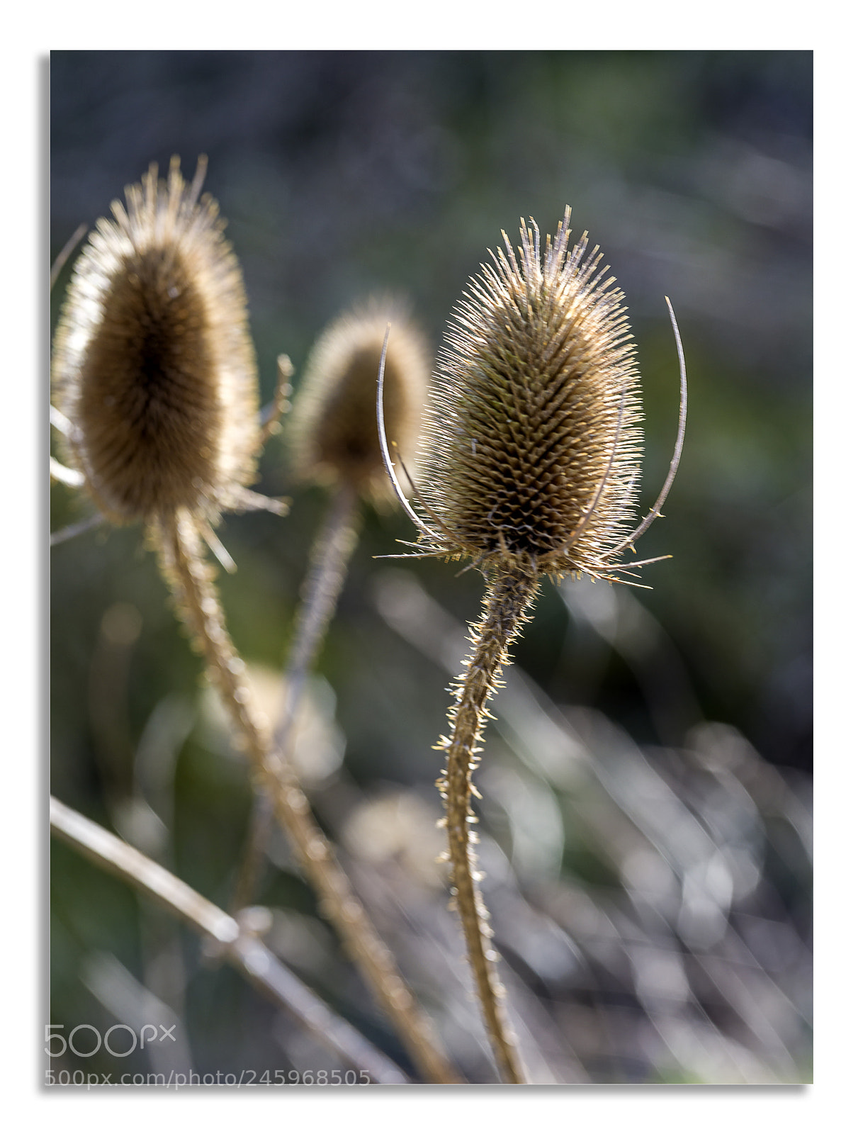 Hasselblad X1D-50c sample photo. In the sun 1 photography