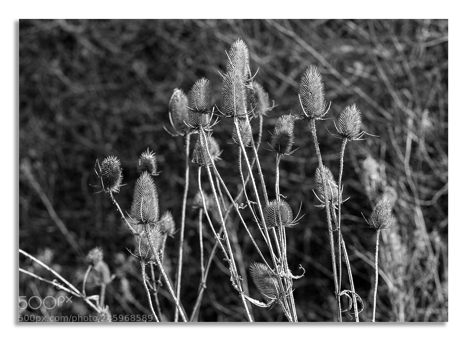 Hasselblad X1D-50c sample photo. In the sun 2 photography