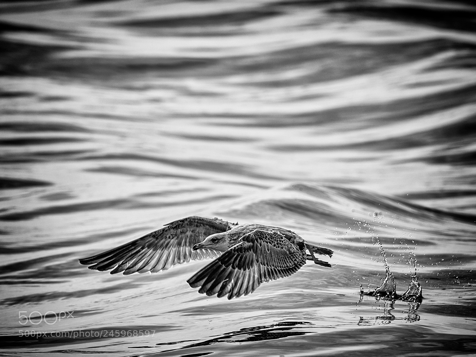 Olympus OM-D E-M1 Mark II sample photo. Seagull photography