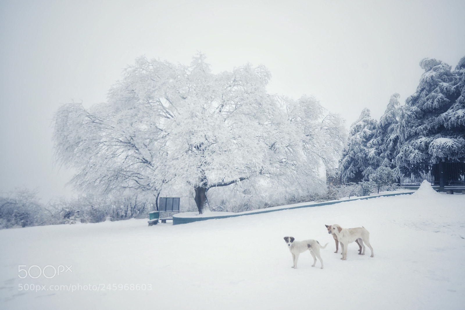 Nikon D800 sample photo. 月亮山瑞雪。 photography