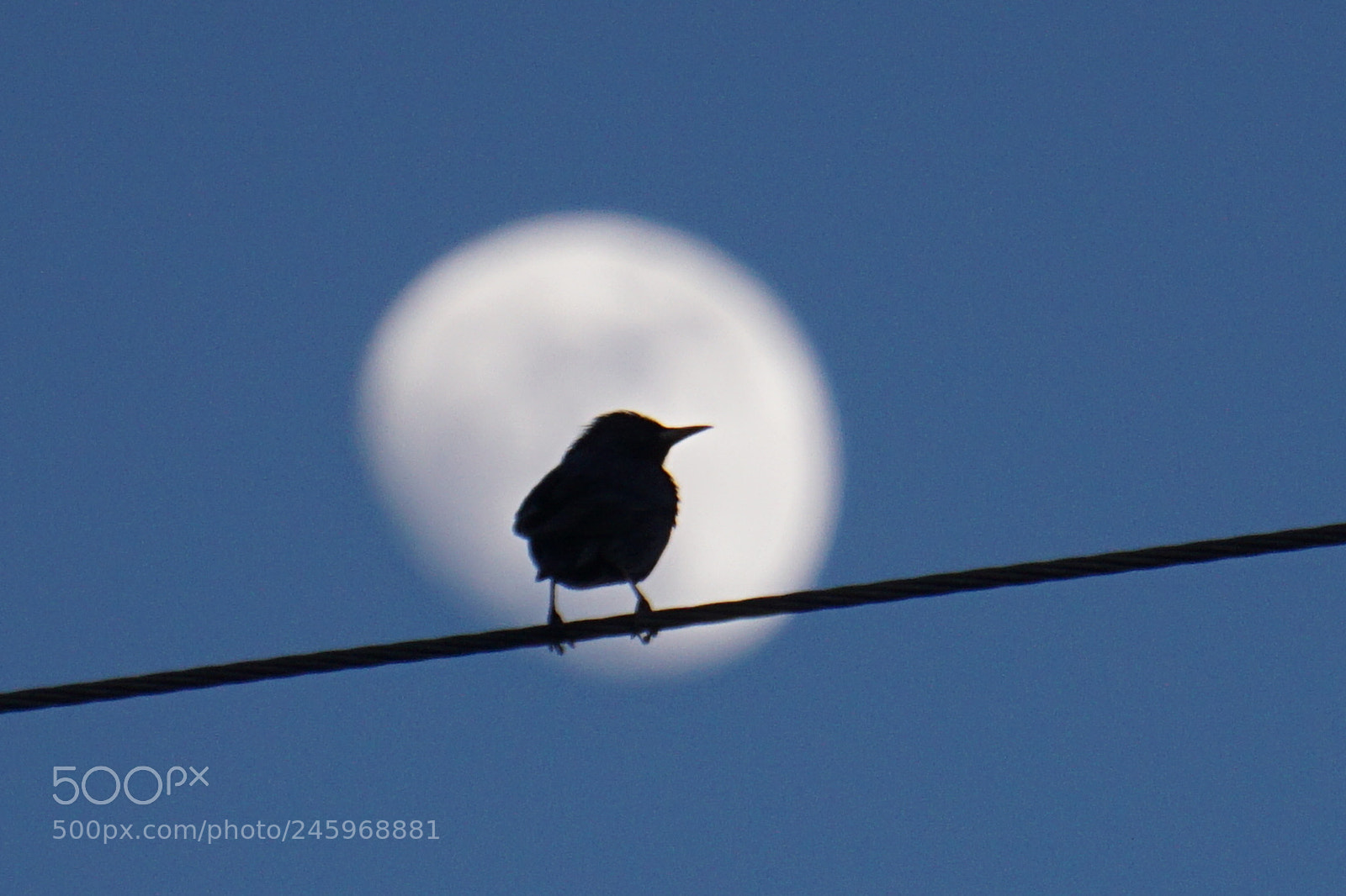Sony E 55-210mm F4.5-6.3 OSS sample photo. Luna photography