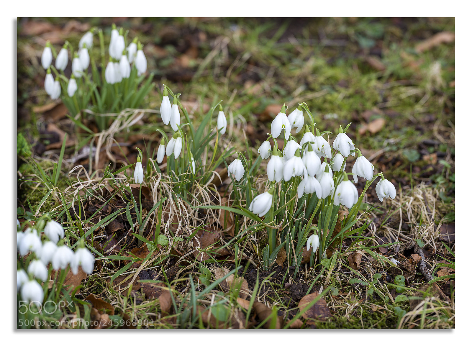 Hasselblad X1D-50c sample photo. Snow drops photography