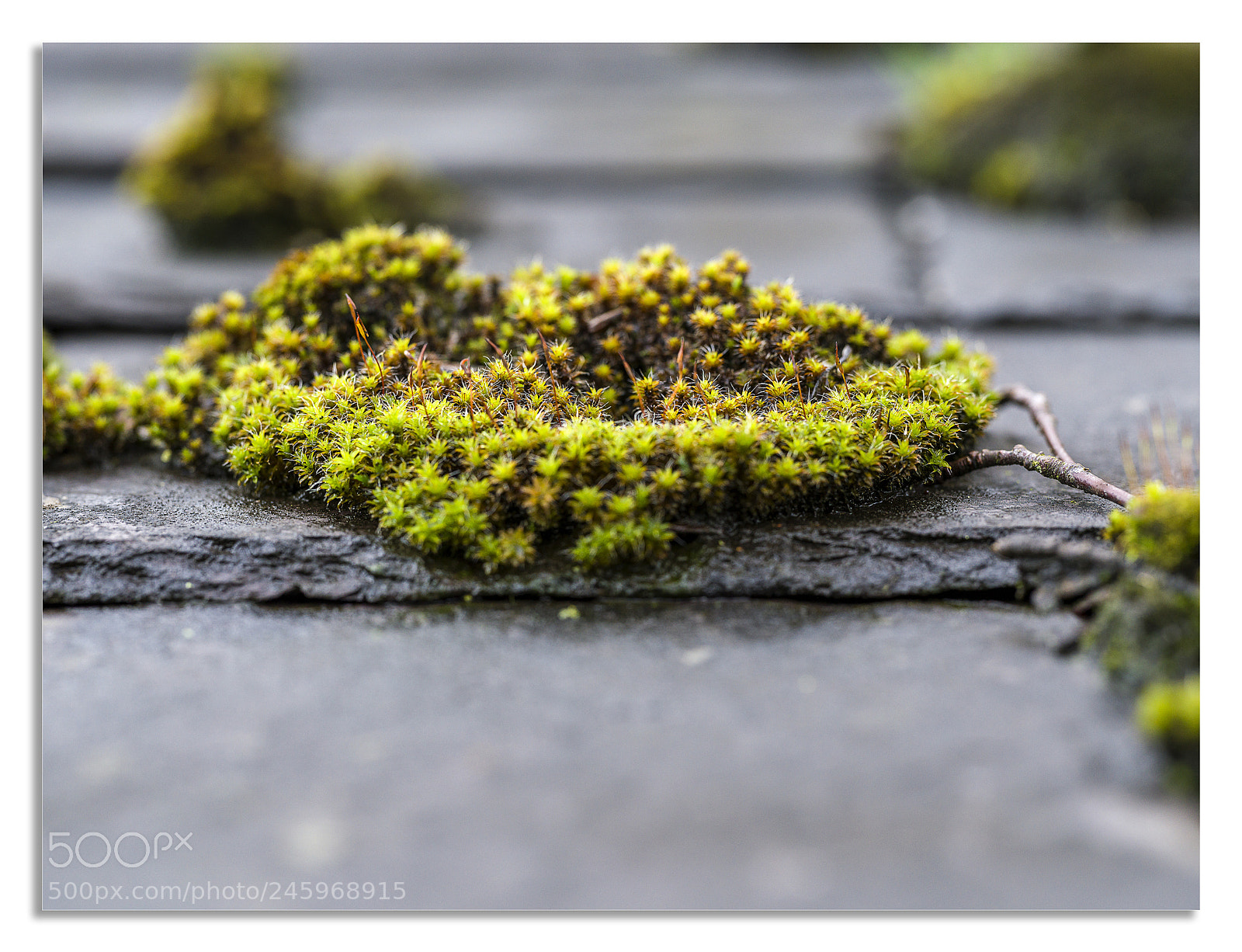 Hasselblad X1D-50c sample photo. Mossy tiles photography