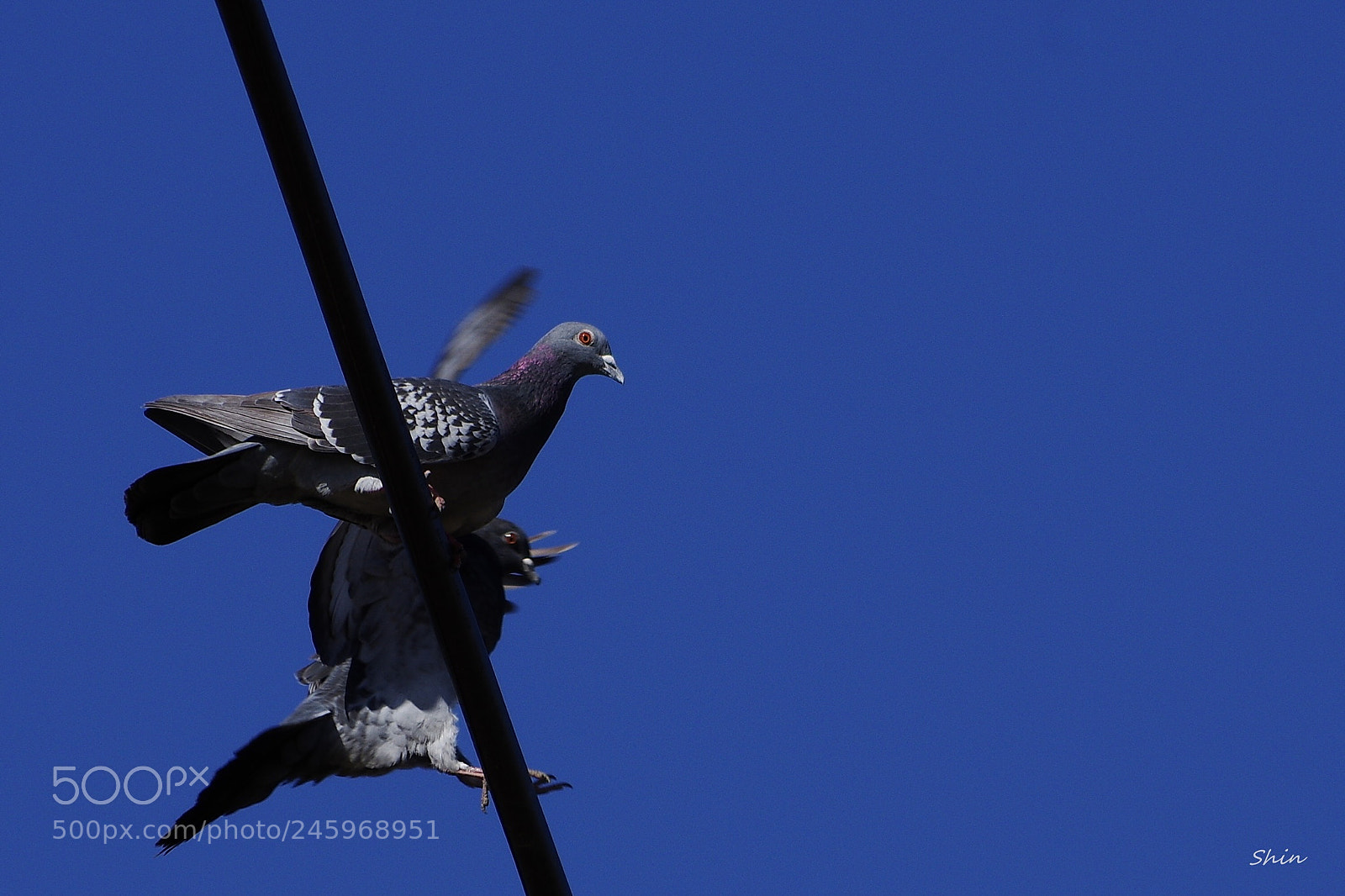 Pentax K-3 II sample photo. Pigeons on wire photography