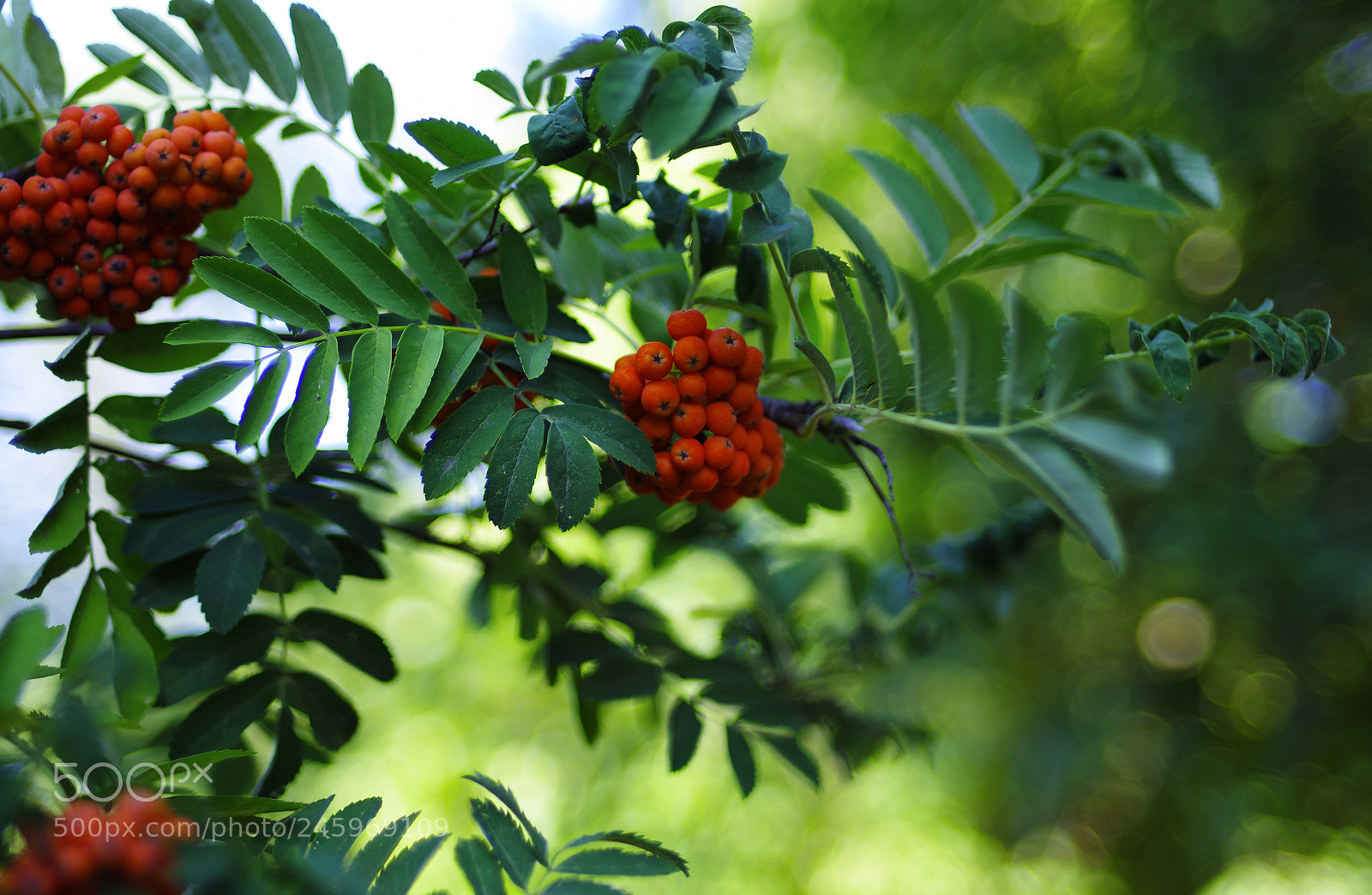 Pentax K-5 sample photo. Rowanberry photography