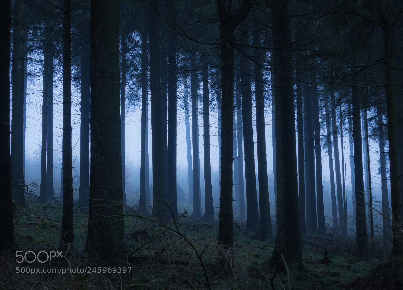 Canon EOS 700D (EOS Rebel T5i / EOS Kiss X7i) sample photo. Forest twilight photography