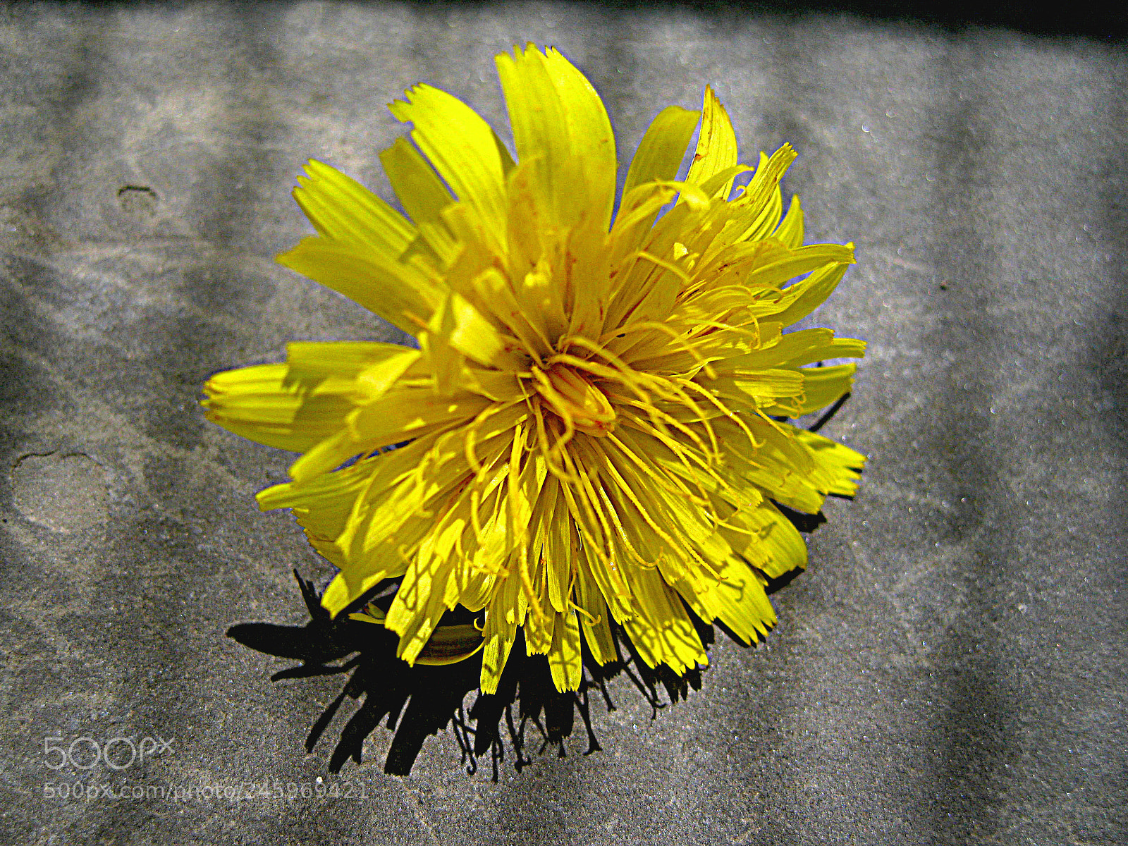 Canon DIGITAL IXUS 960 IS sample photo. Dandelion photography
