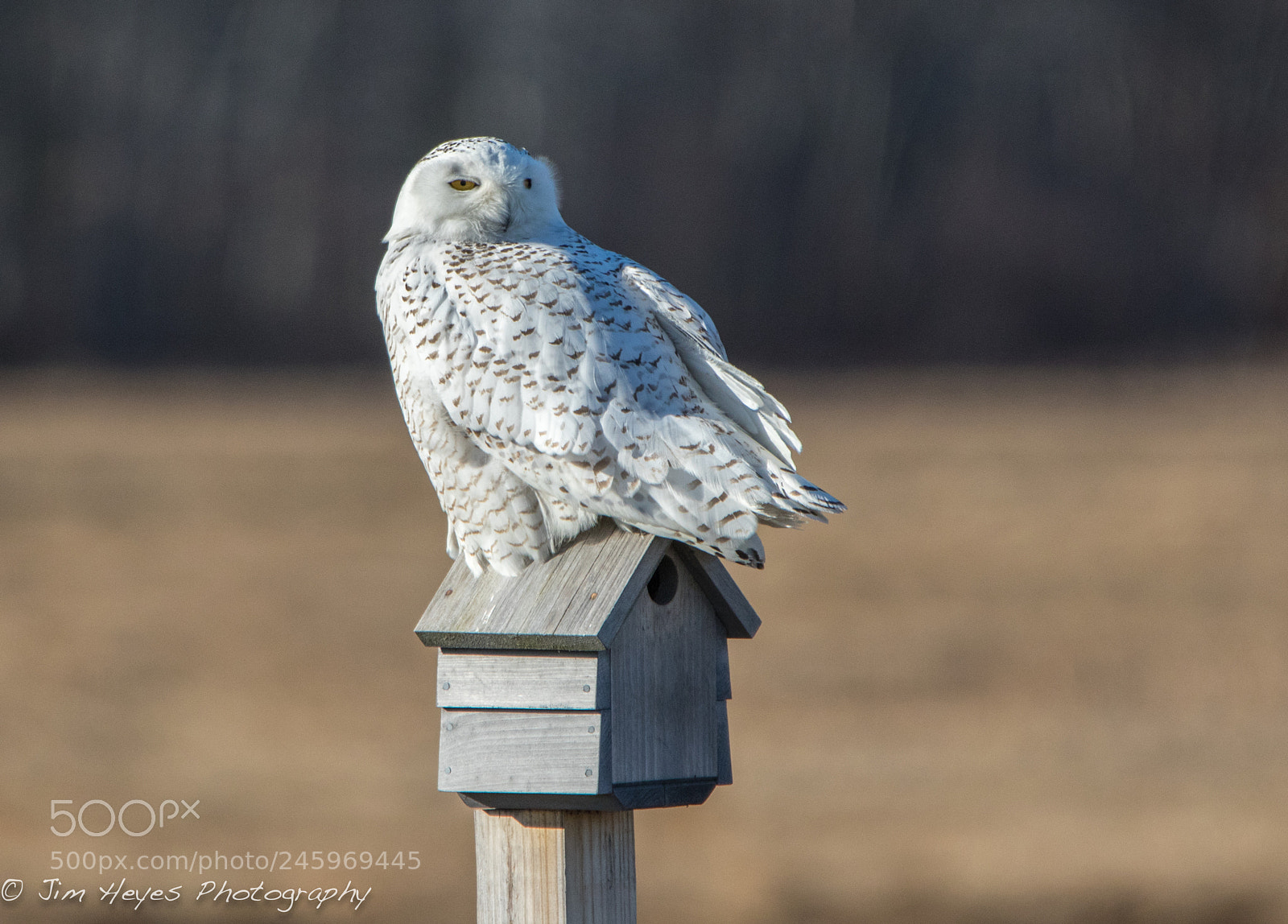 Canon EOS 7D Mark II sample photo. Snowy looking for a photography